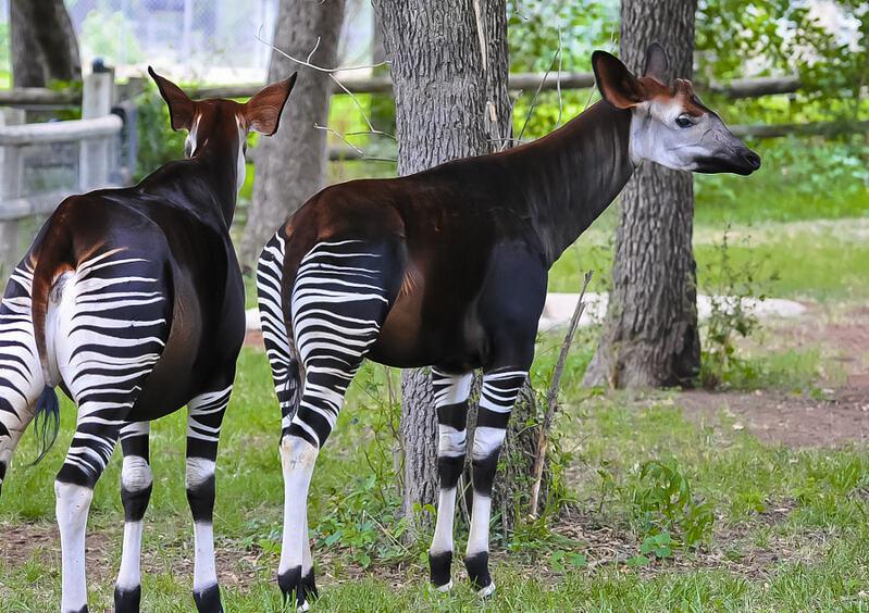 The Okapi looks like a long neck deer with limbs like a zebra and
