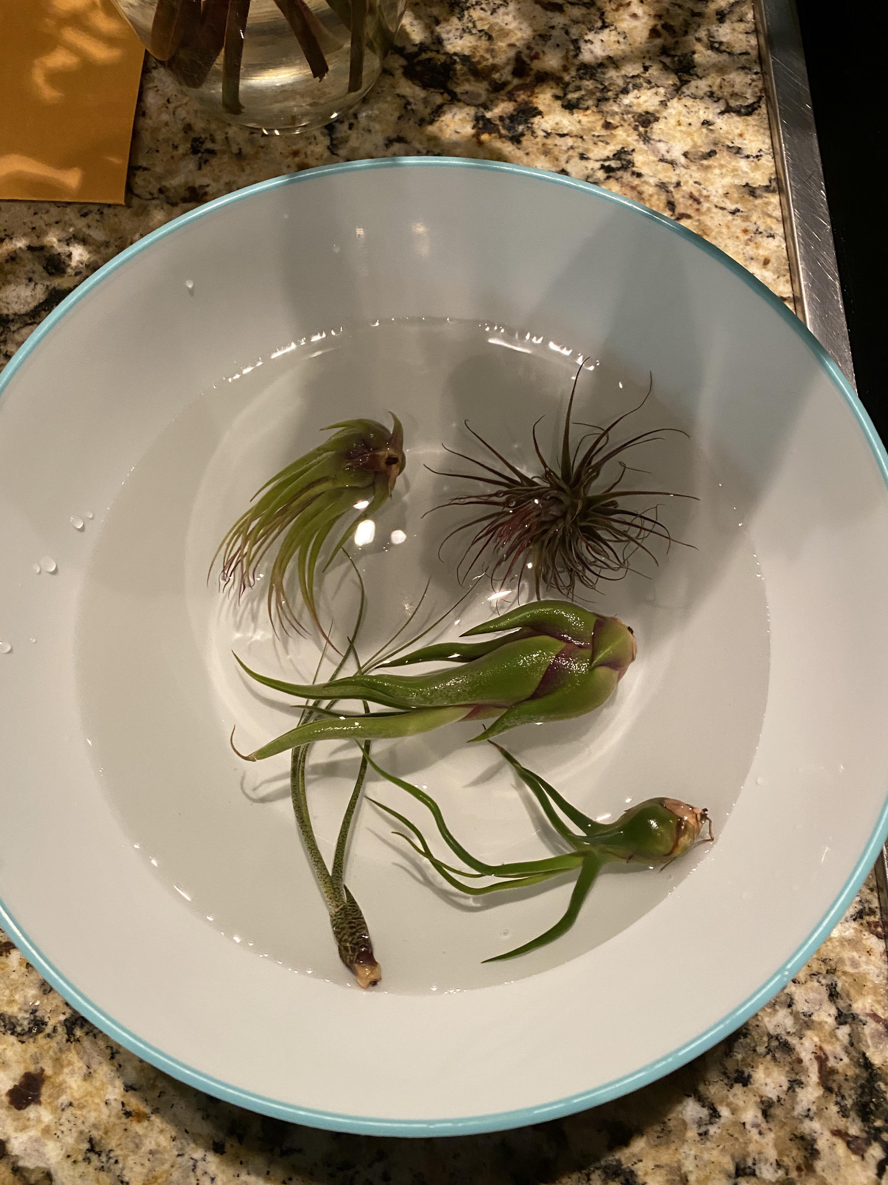 Watering air plants; which way do you prefer... misting or soaking? r