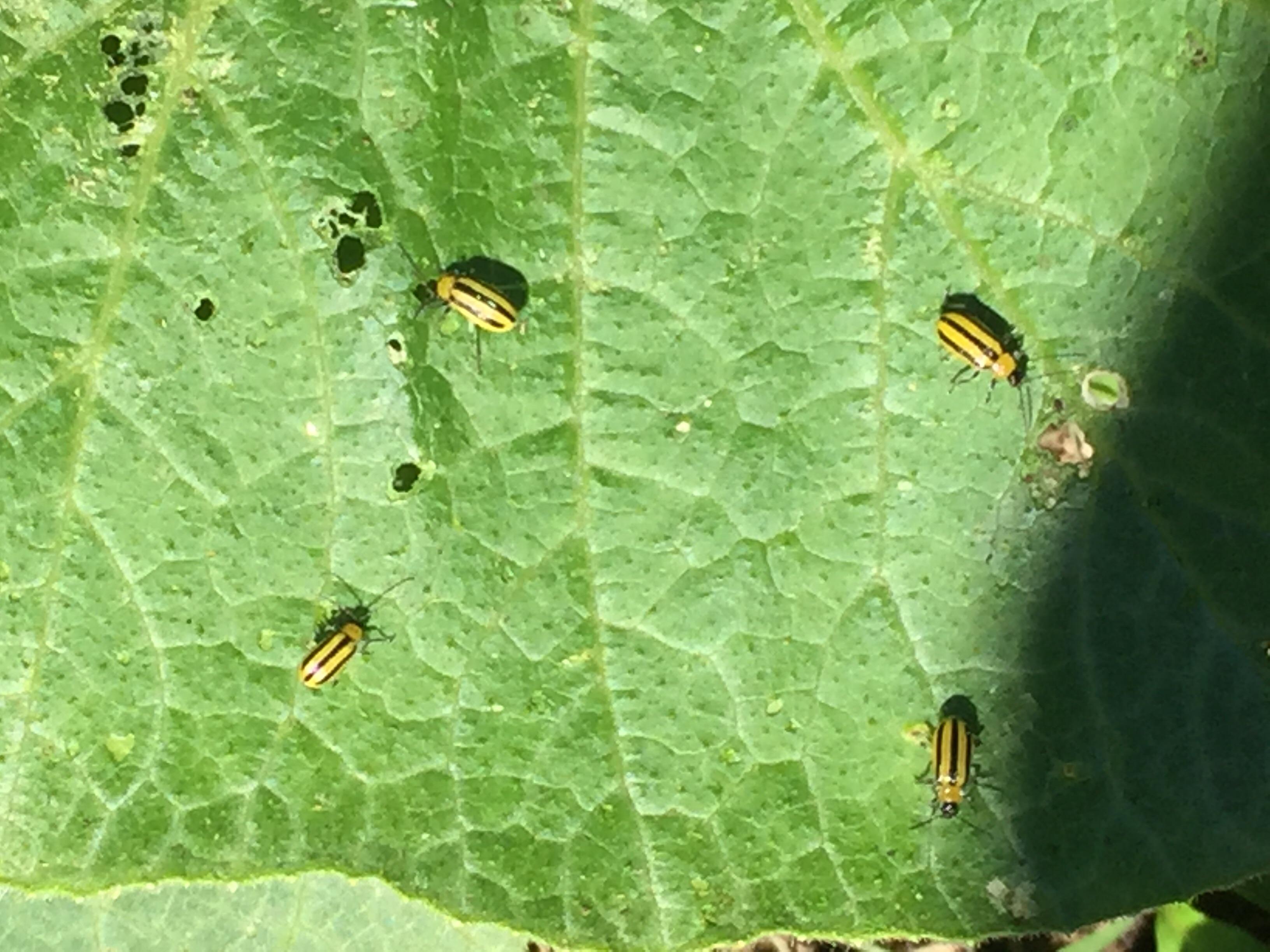 These guys eating my squash leaves wondering what they are and what I