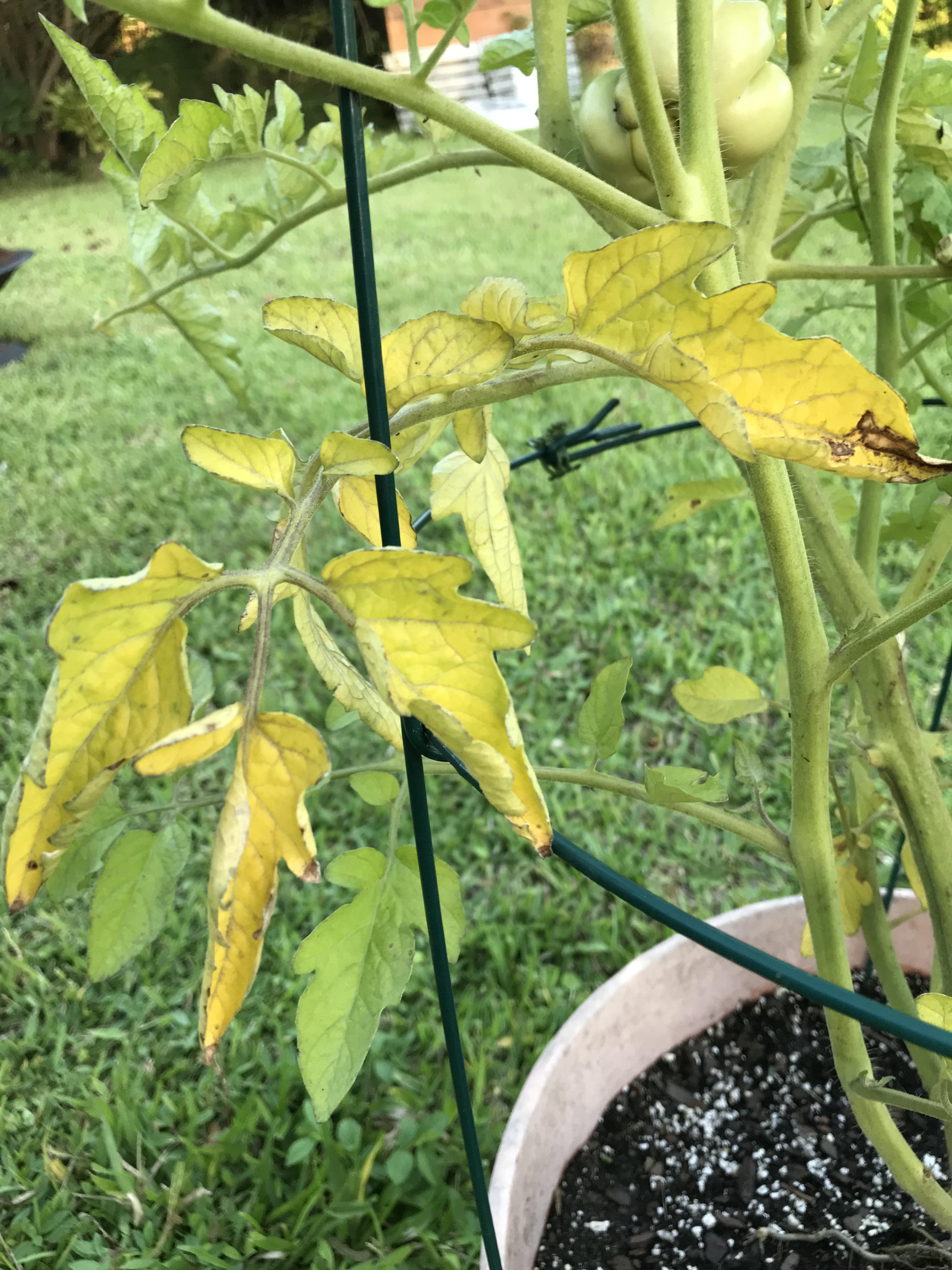 Tomato leaves turning yellow and curling, usda zone 10A. Happened