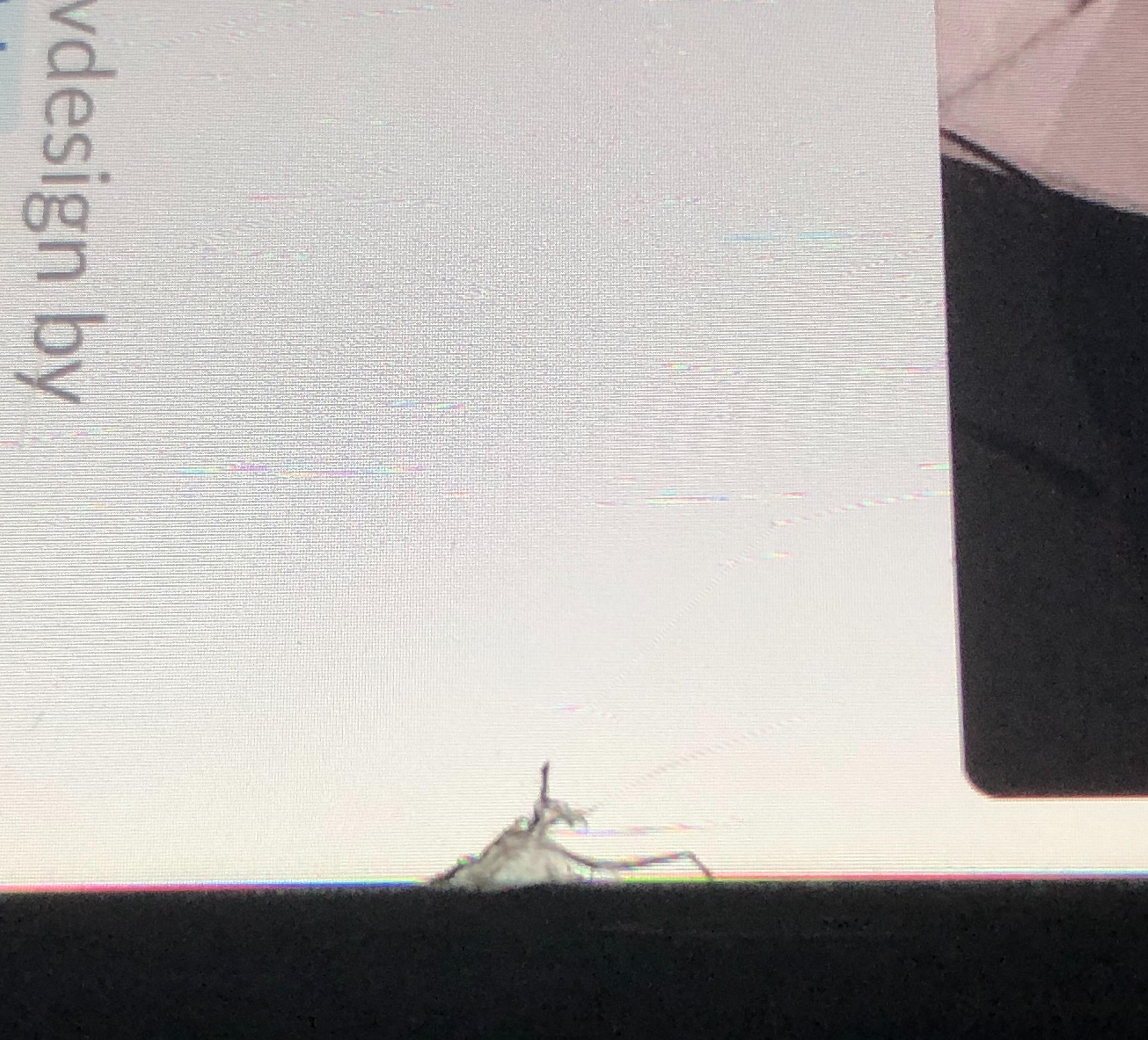 My screen protector cracked into a praying mantis r/mildlyinteresting