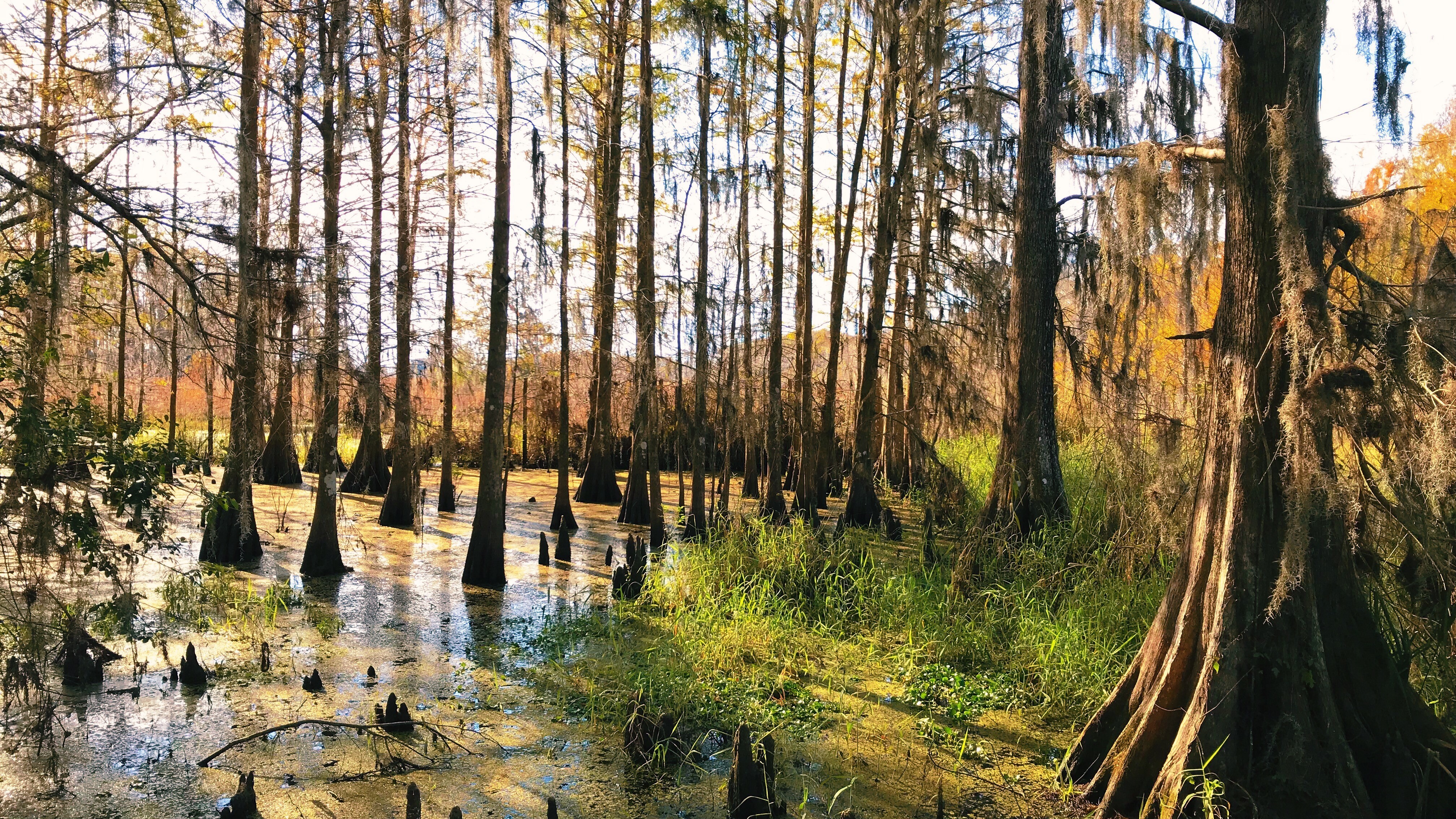 Wild Florida, Kenansville FL [1920x1080] [OC] r/EarthPorn