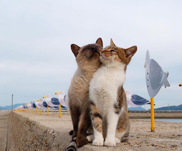 Romantic date gone right cats