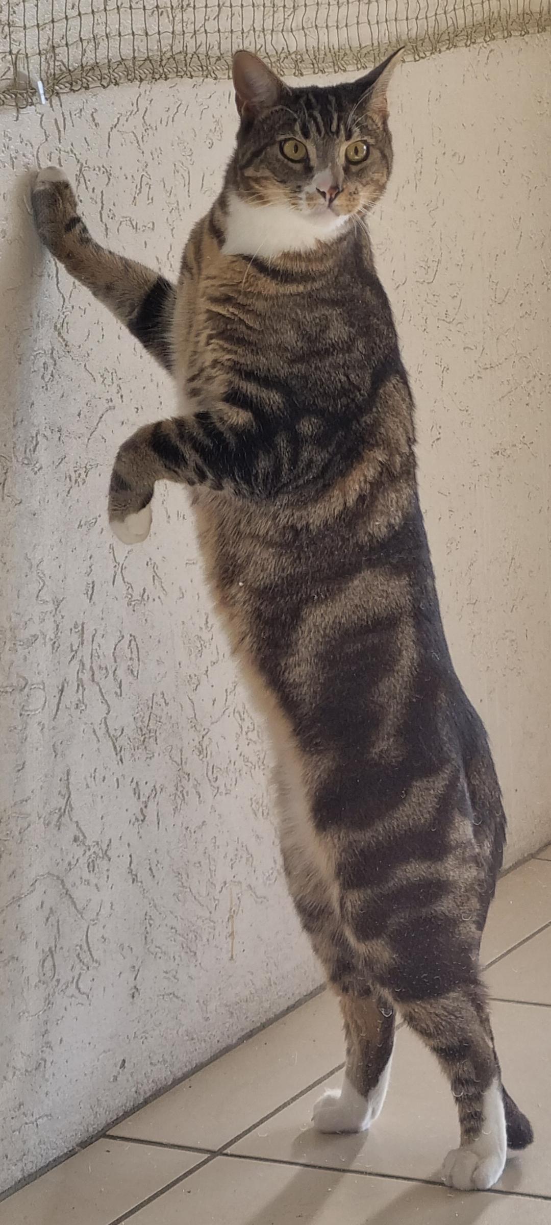 10000 best Standing Cat images on Pholder Cats