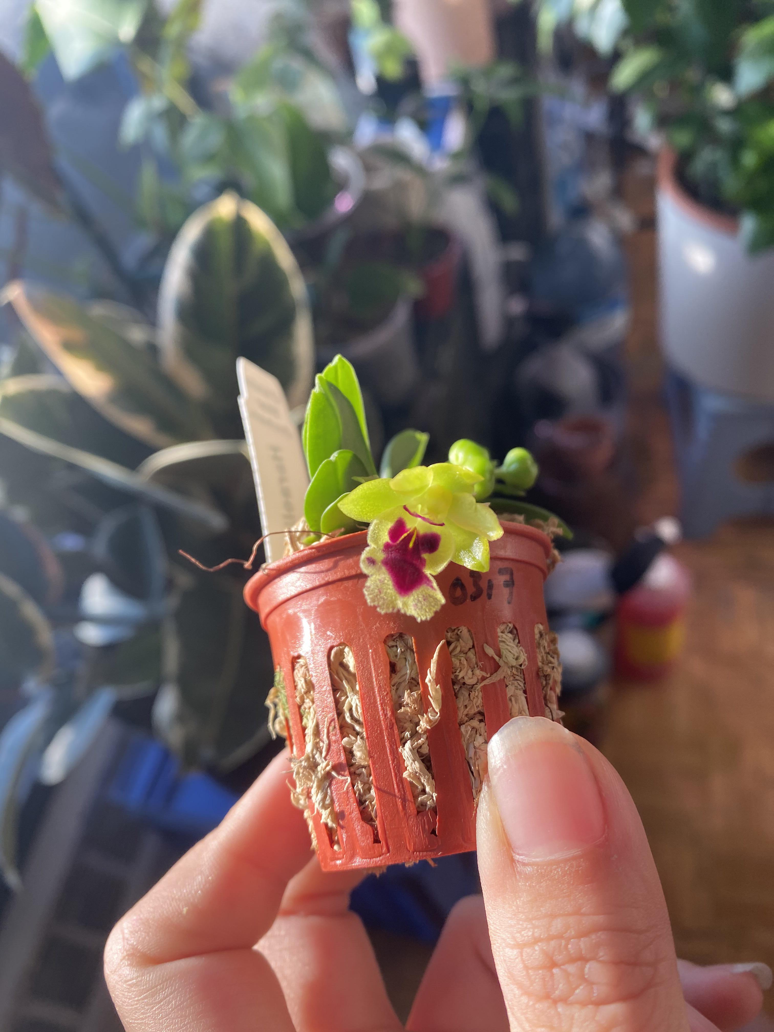 Love me some tiny orchids! r/orchids