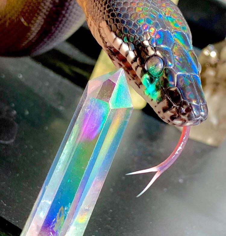 To put in r/snakes or r/crystals... how about both r/Crystals