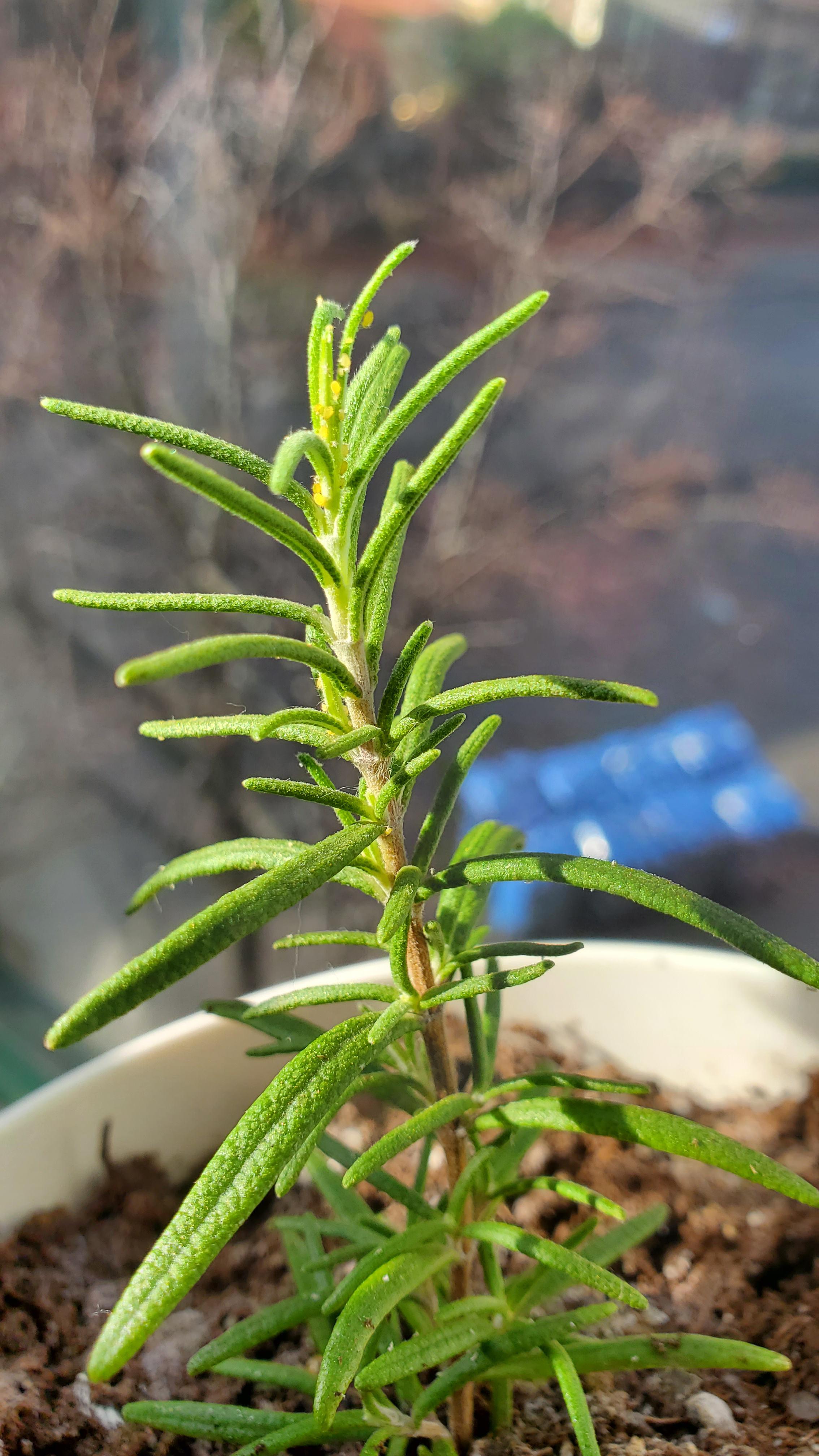 Bugs in rosemary plant. How can I get rid of them? r/gardening