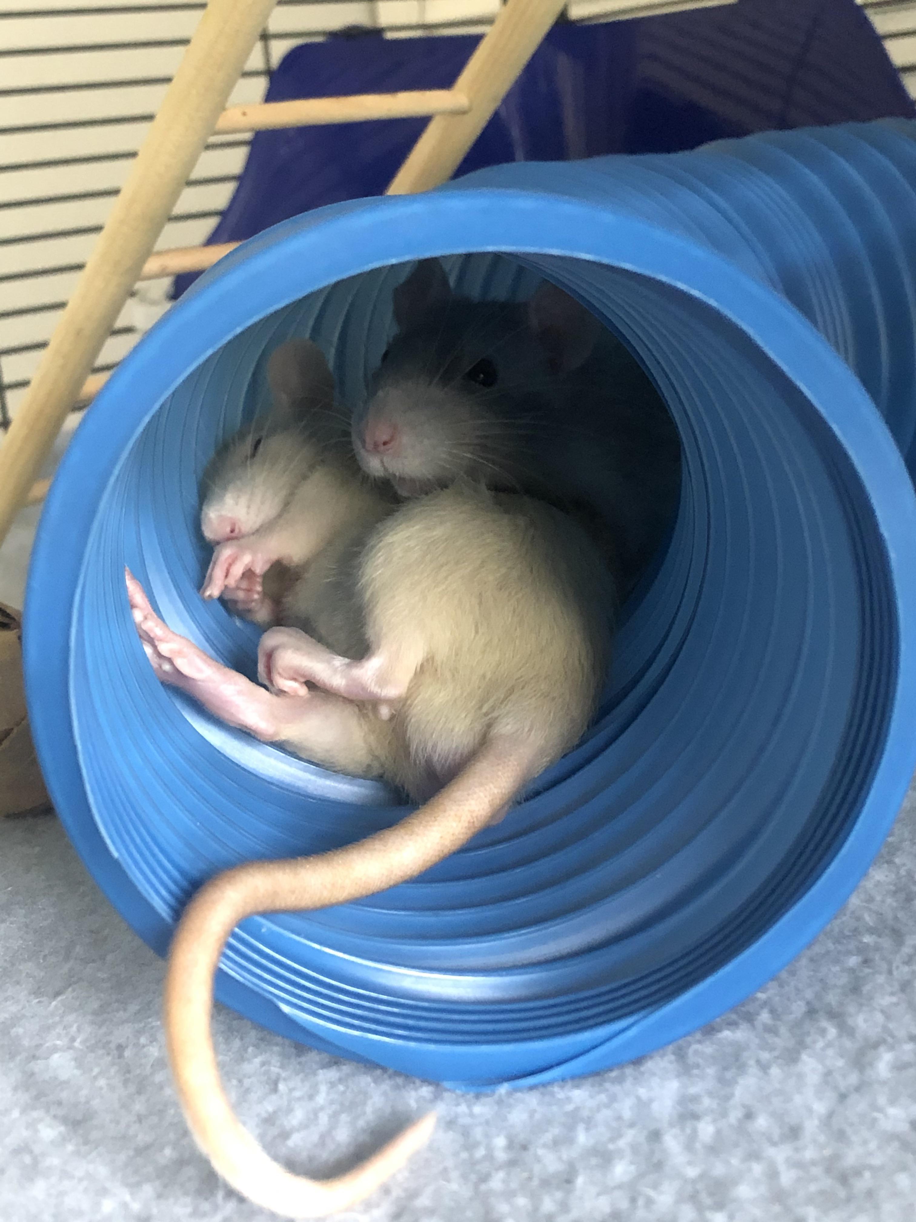 I present to you Rats love to give their owners heart attacks. r/RATS