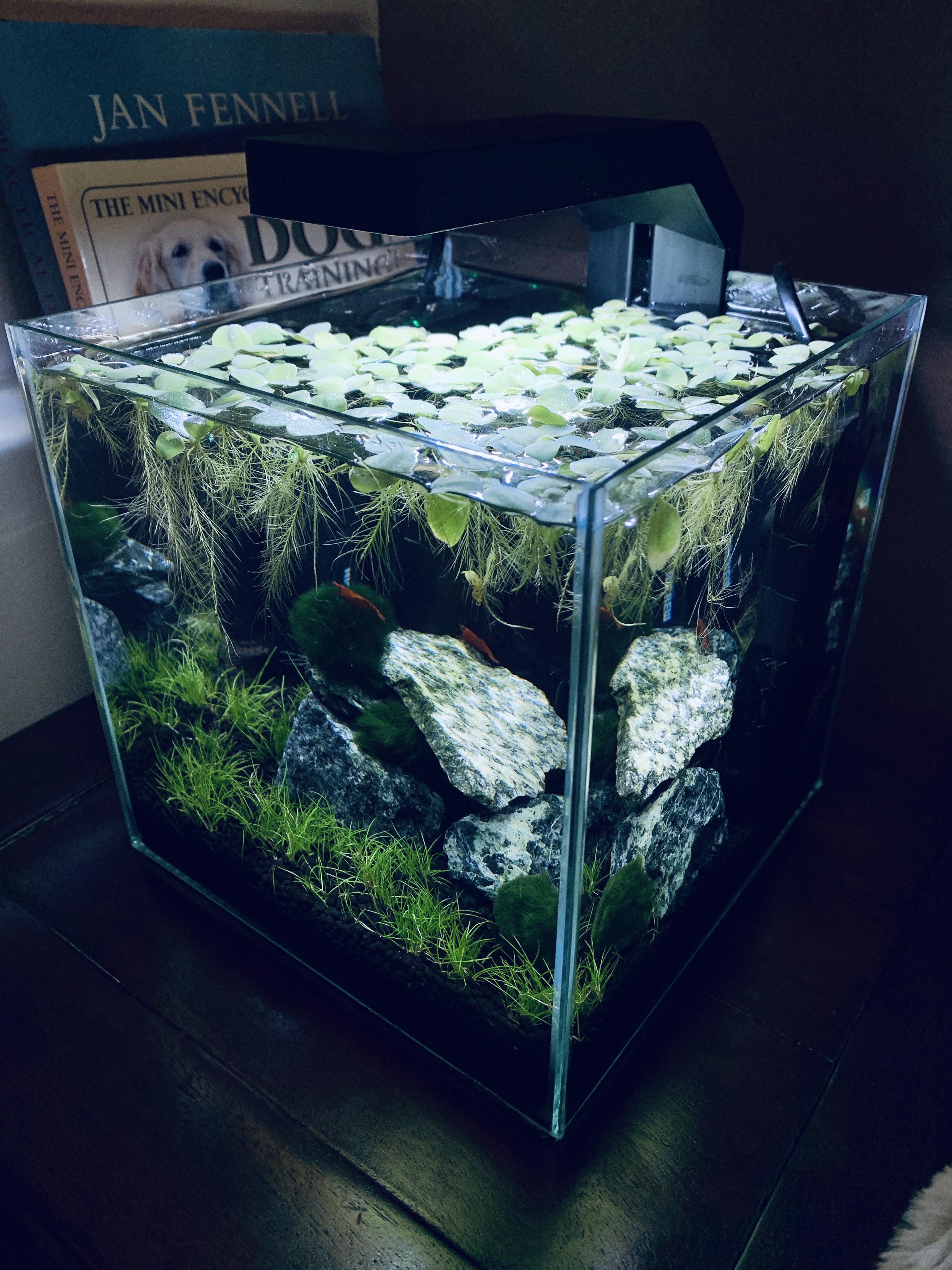 My First Planted Shrimp Tank D Opinions? r/Aquascape