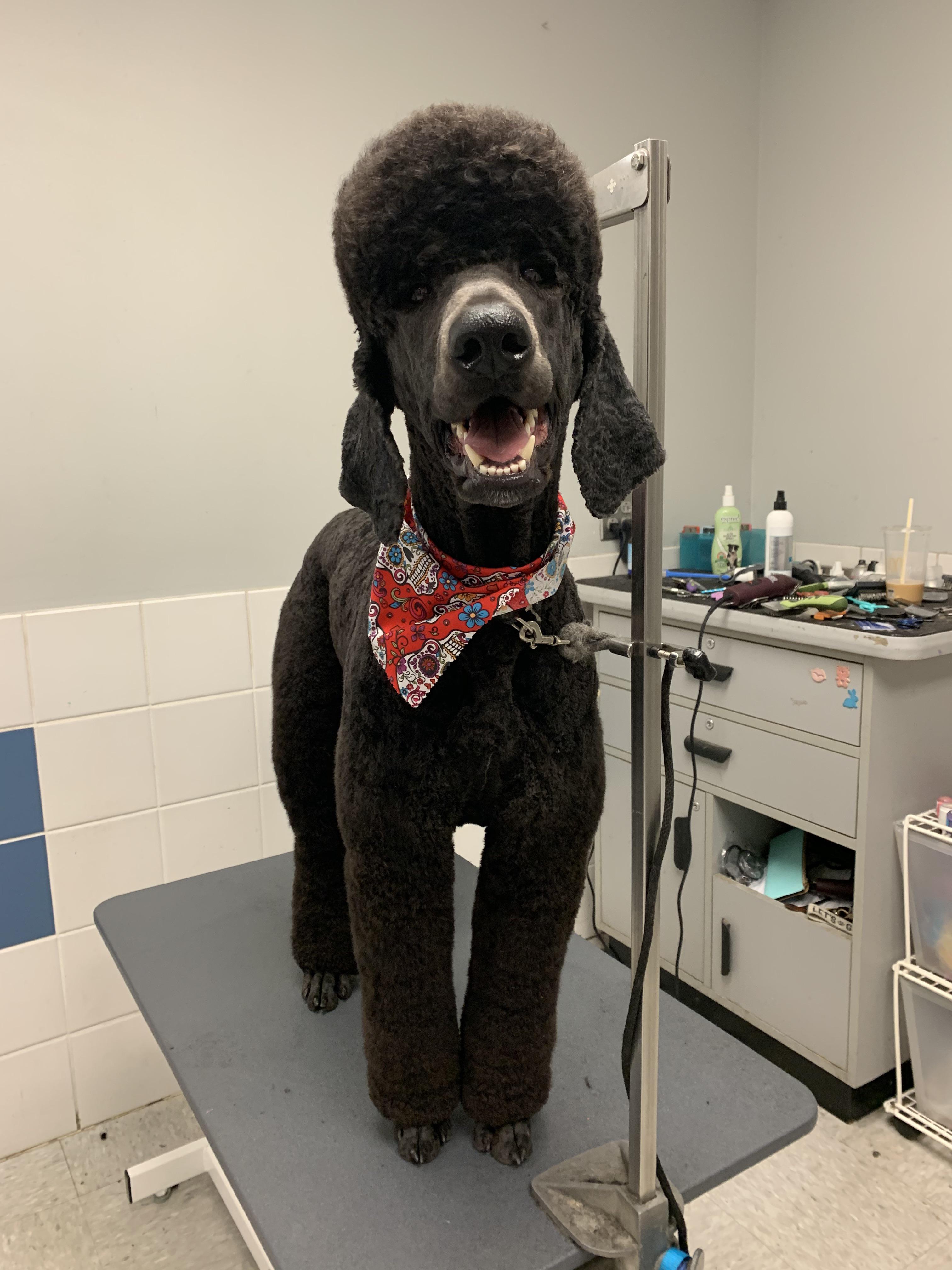 Any tips for blowing poodle hair straight? This one’s fur has been a