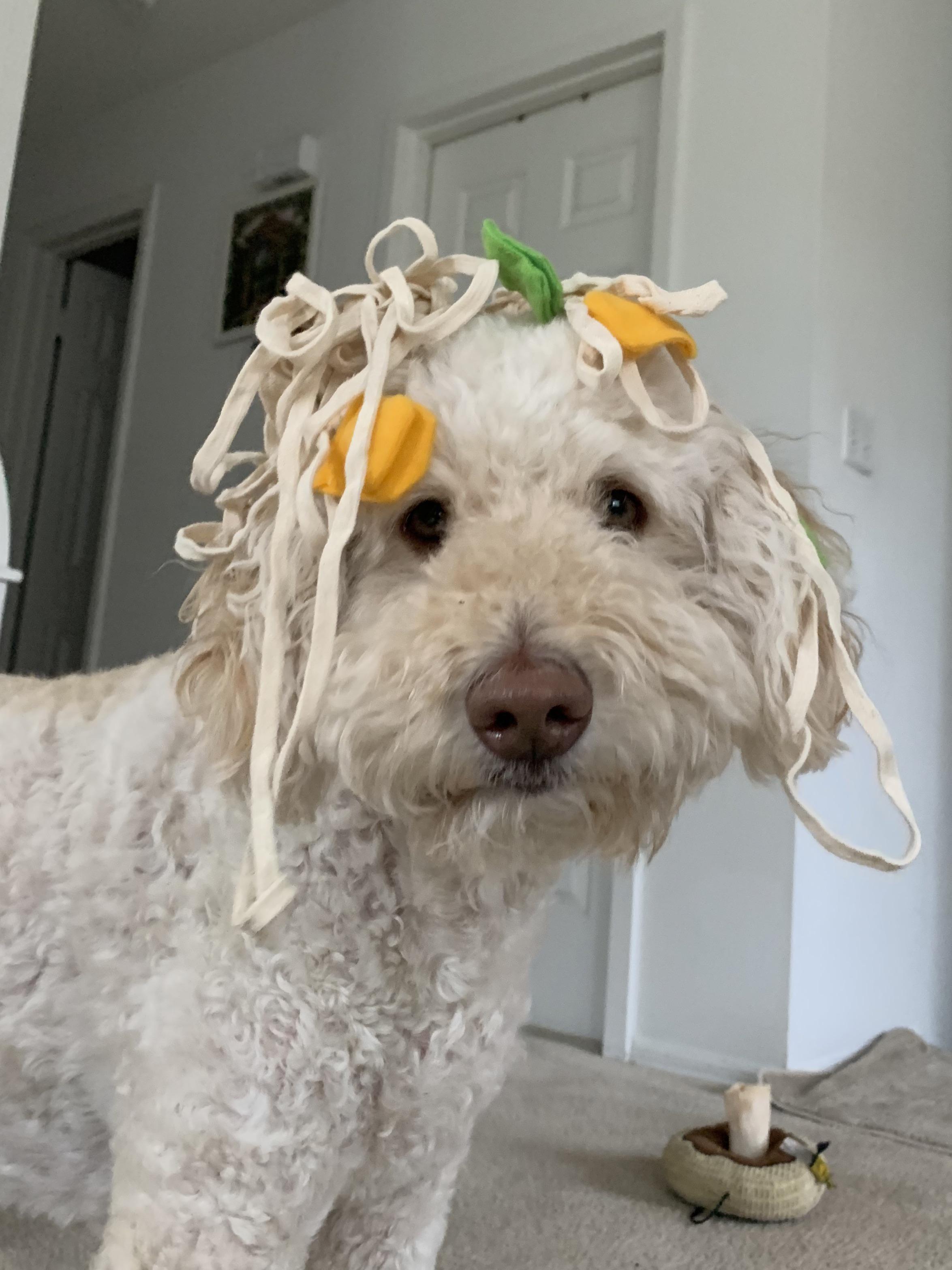 Instant Ramen Doodles r/Goldendoodles