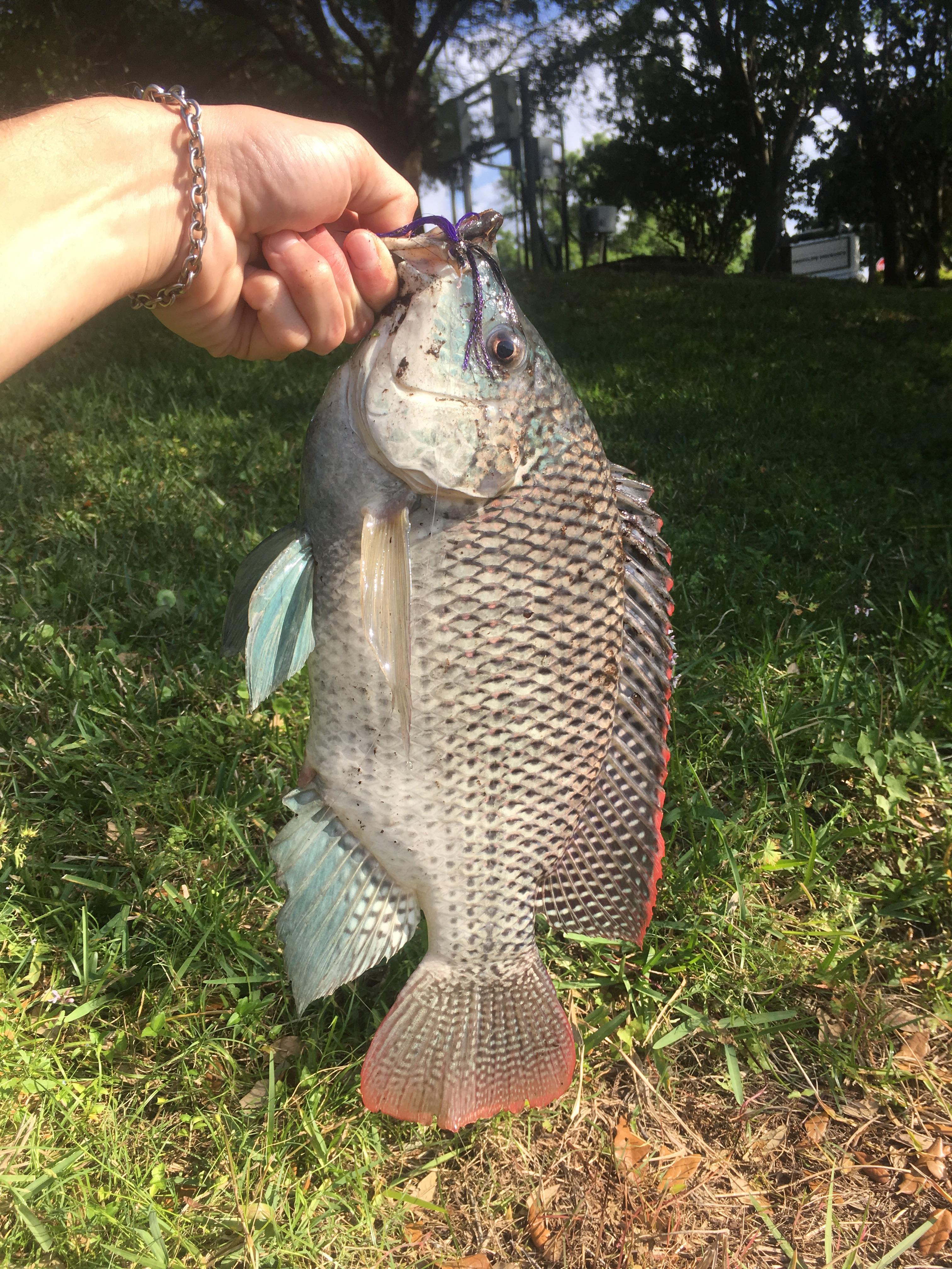 Raising Tilapia In Florida