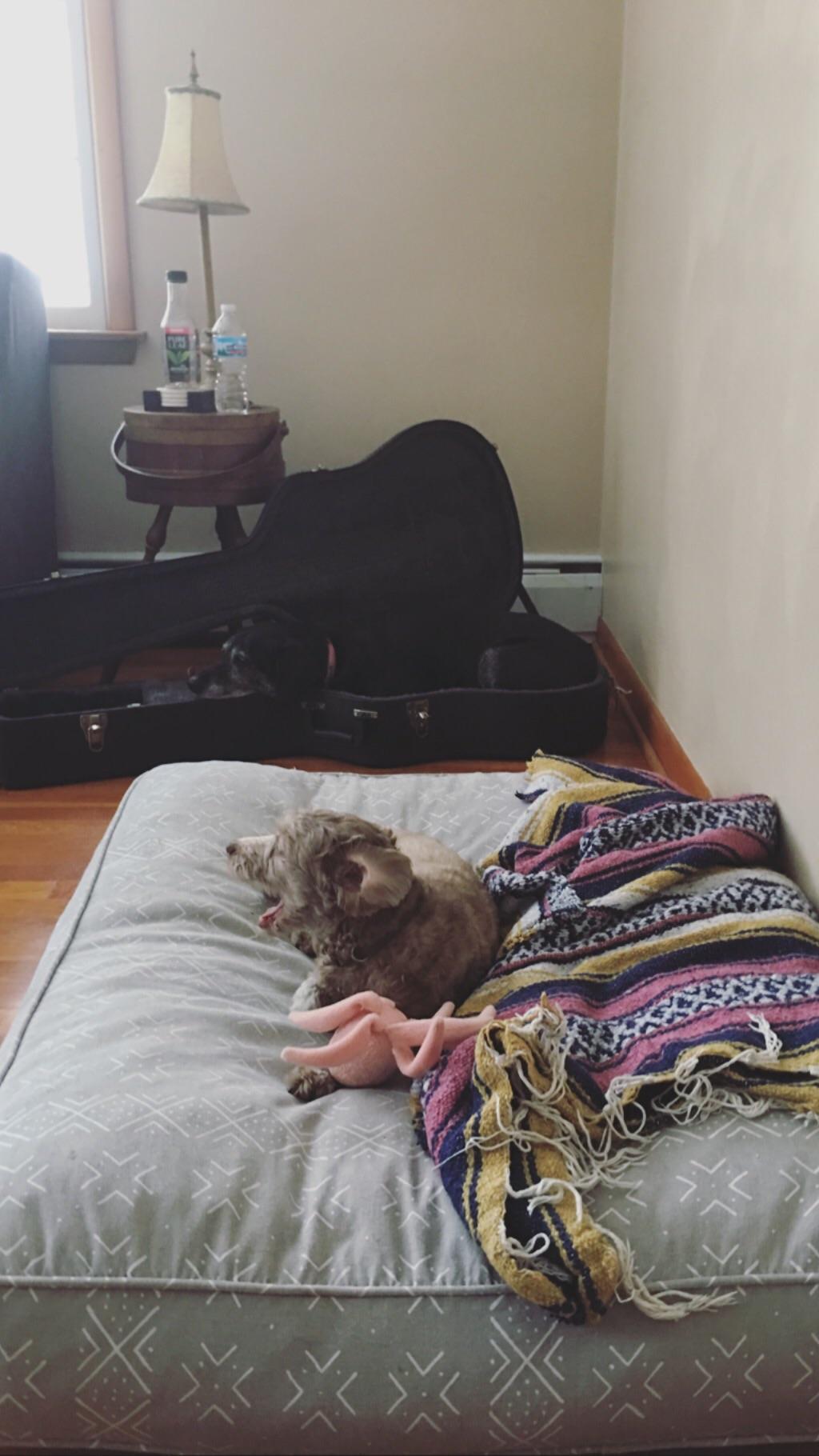 She had her bed stolen. So she improvised. Almost r/perfectfit worthy