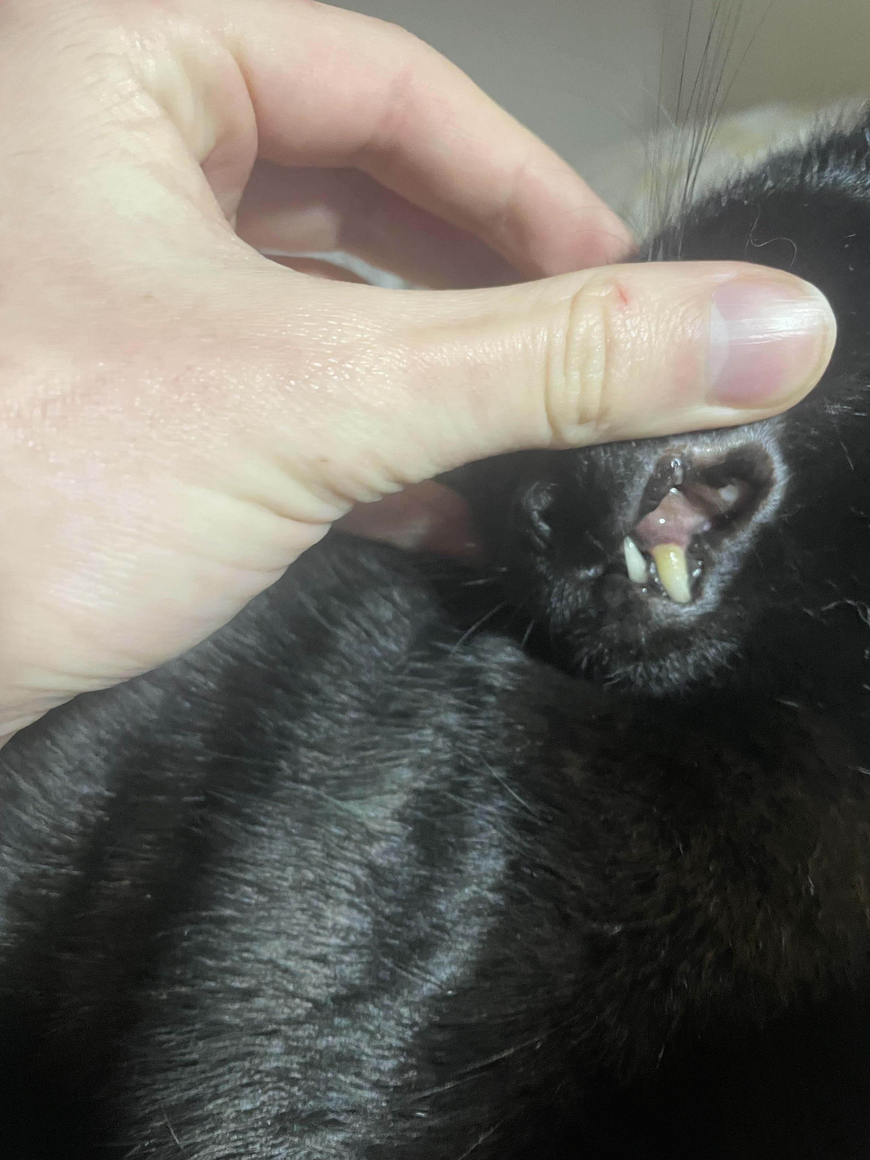 My cat has been very sleepy lately and I noticed her gums have turned