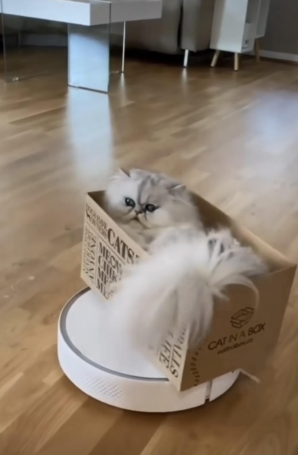 robotic vacuum cleaner)) r/cats