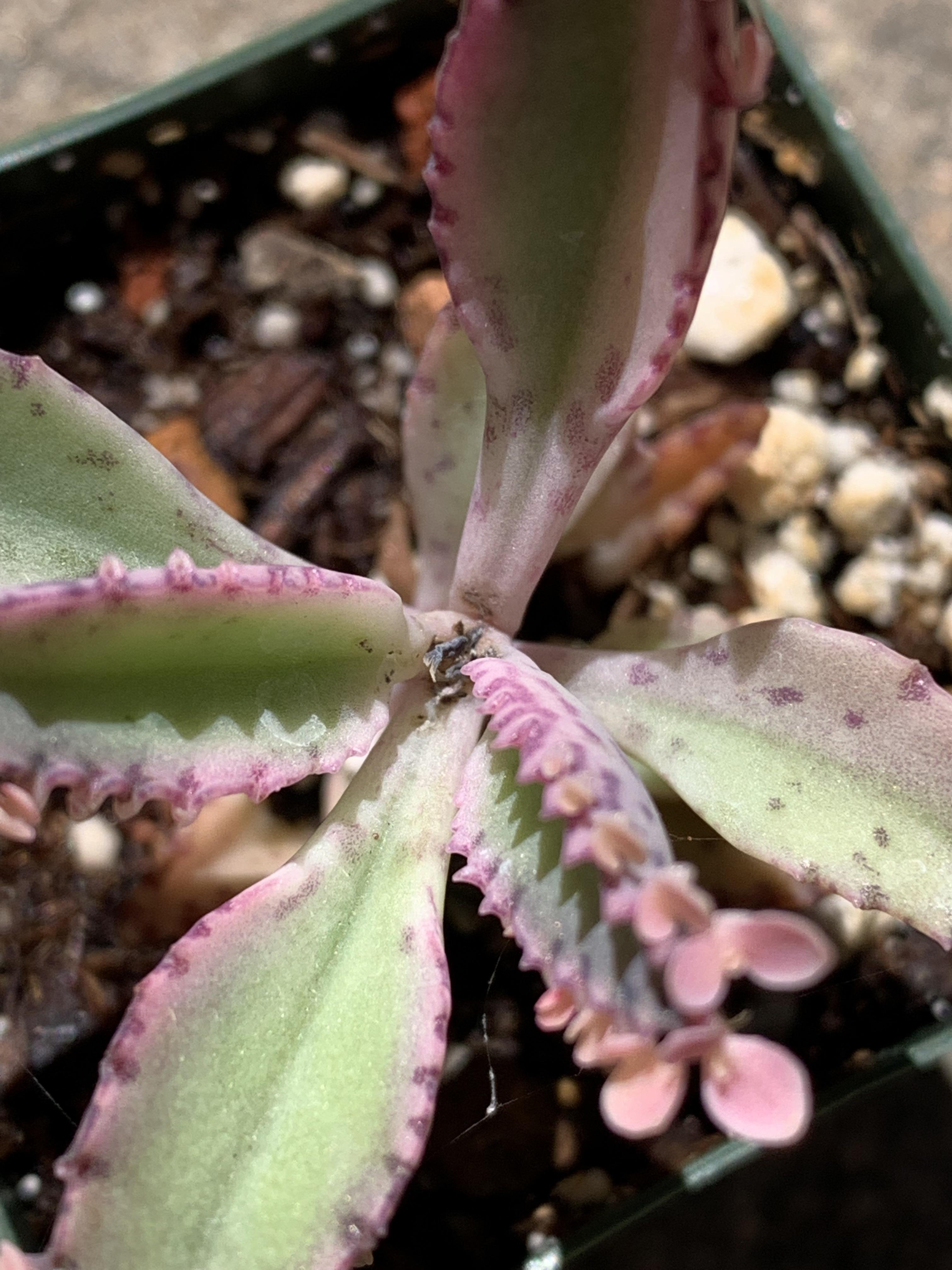 My Kalanchoe’s growth point is dead, what can I do to help her? She was