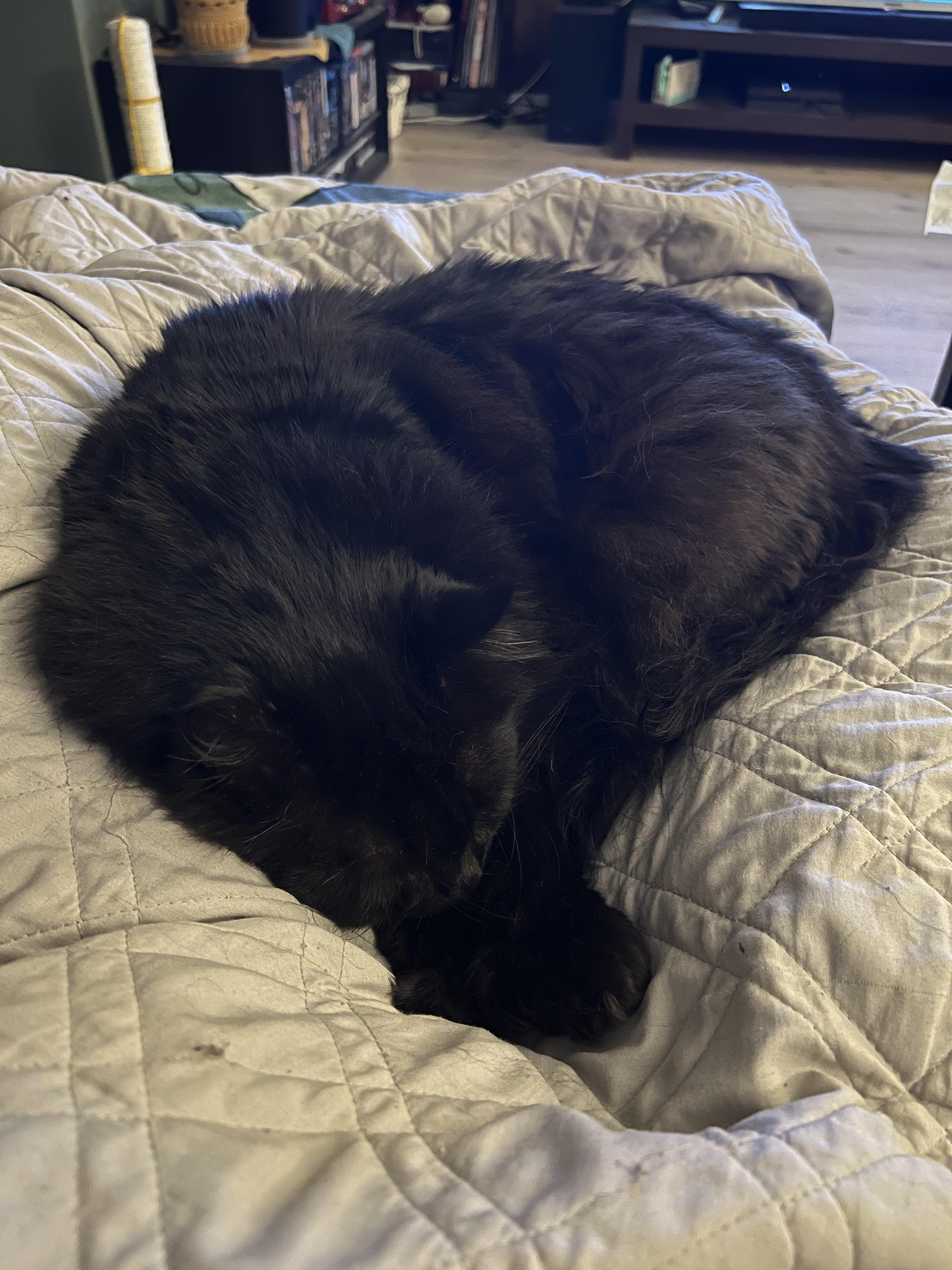 After one month he finally laid on my lap, after spending the first