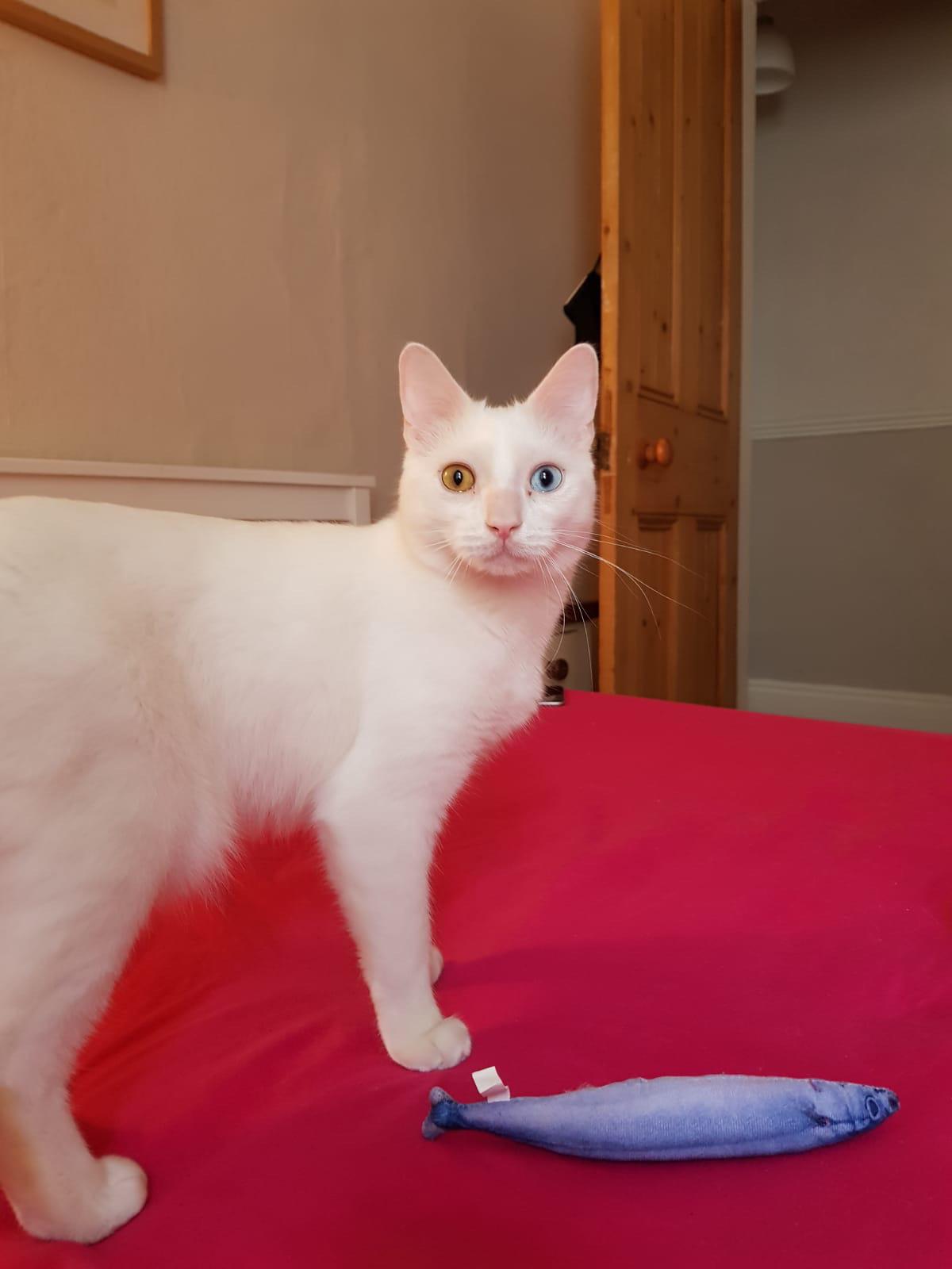 My baby boy Ollie r/WhiteCats