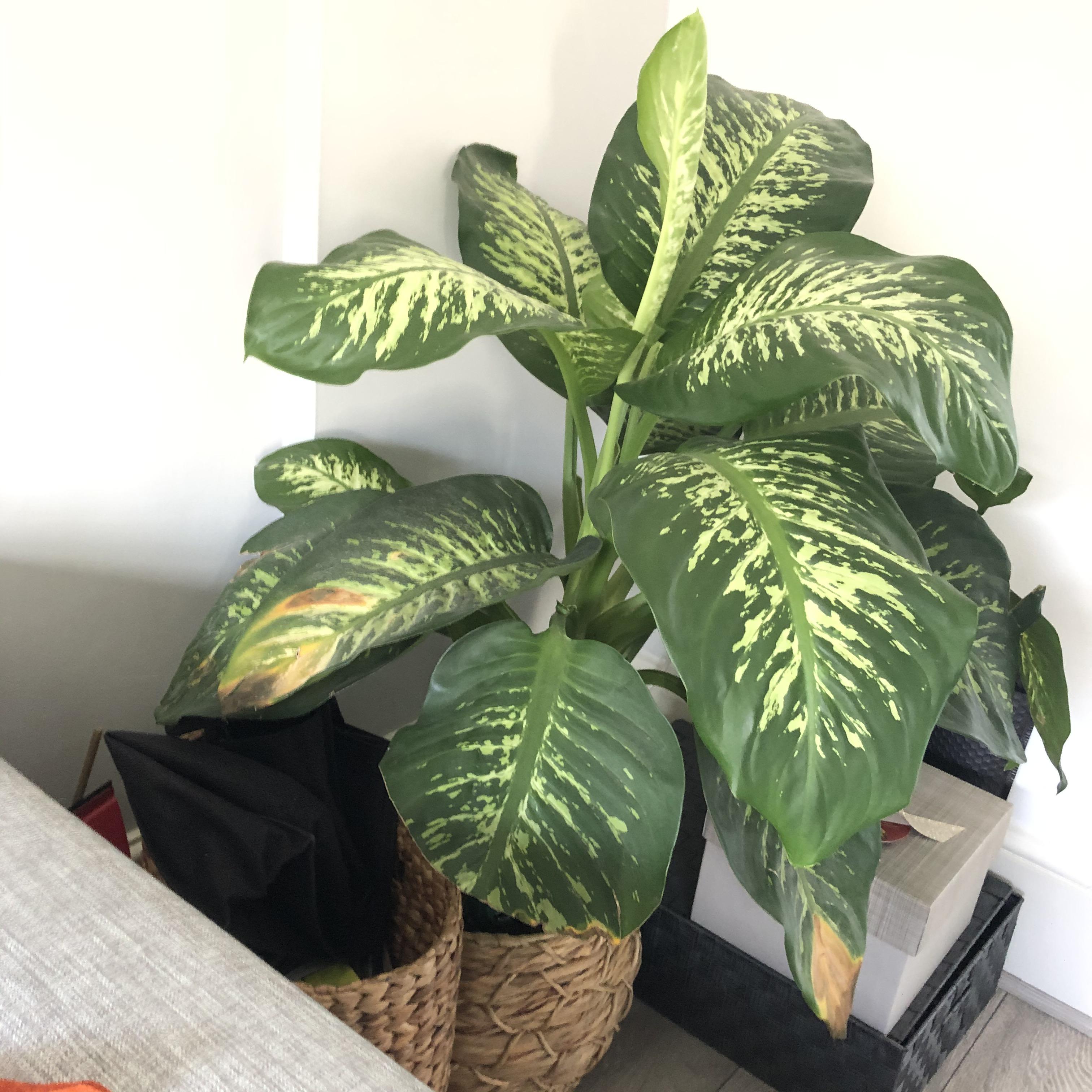Dieffenbachia Tropic Snow Brown Tips Not sure whats wrong... r
