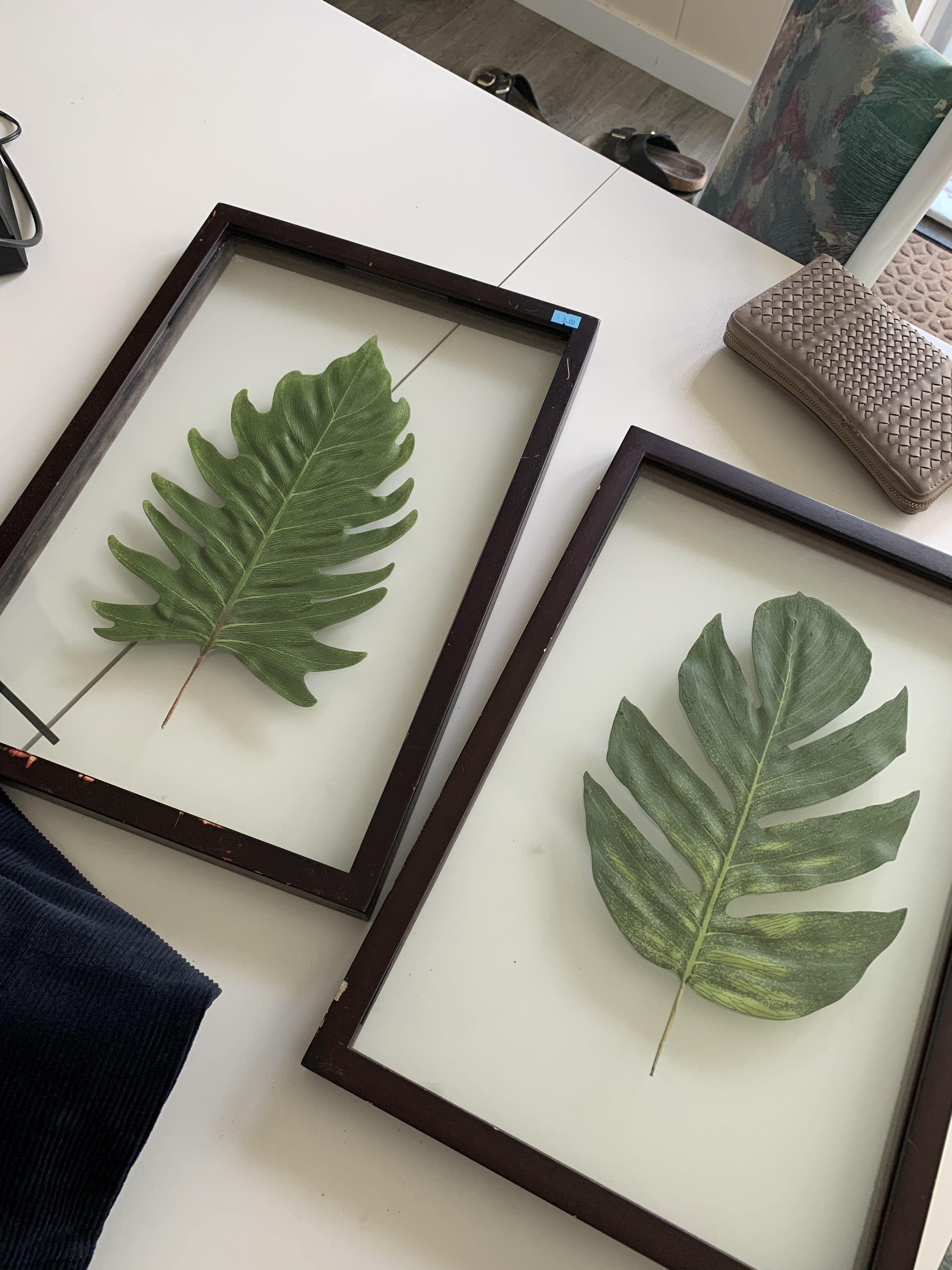 Got these cute framed leaves from a charity shop! I paid 3 for both. I
