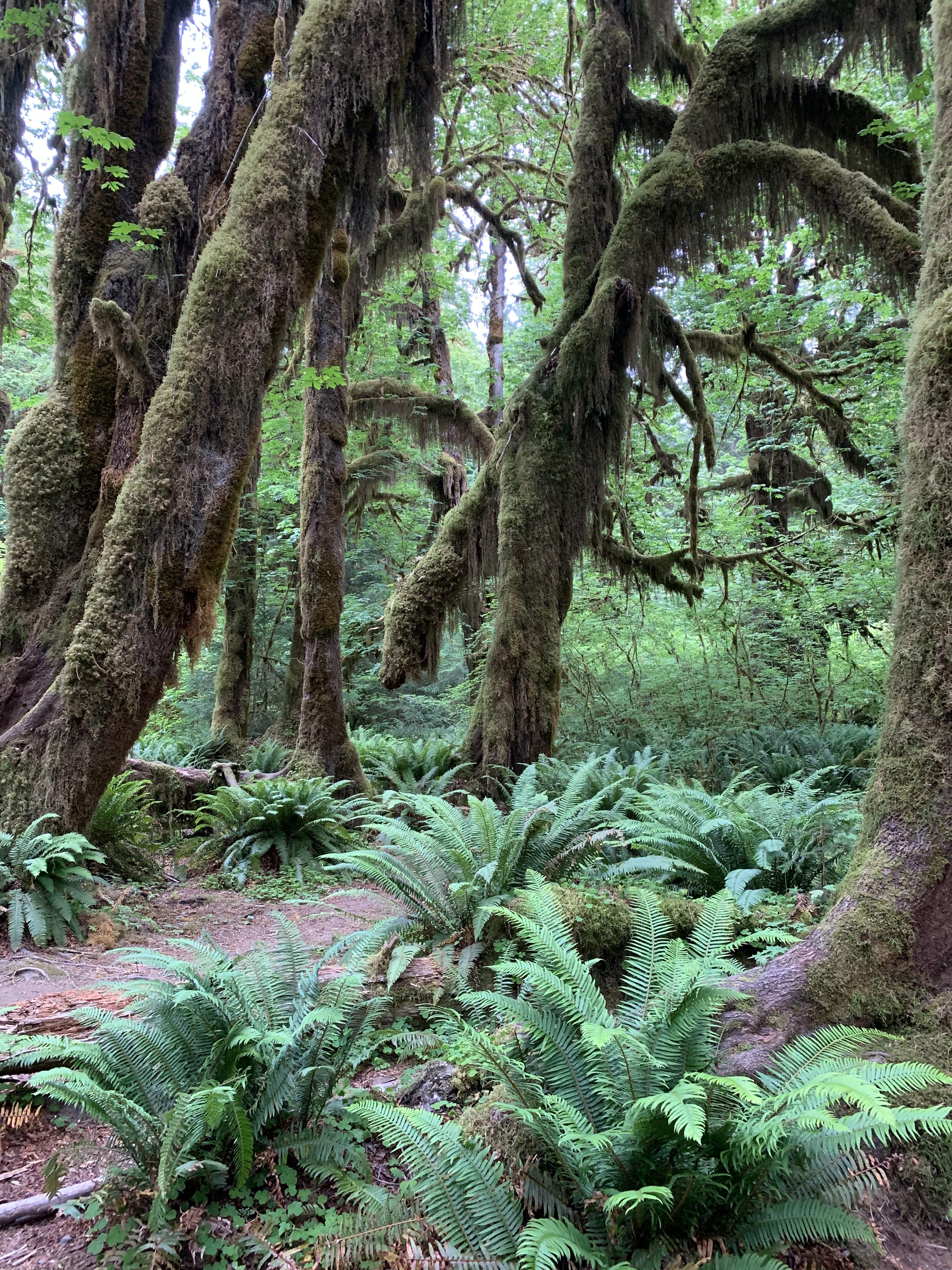 Hoh Rainforest in Olympic National Park, along the Hall of Mosses trail