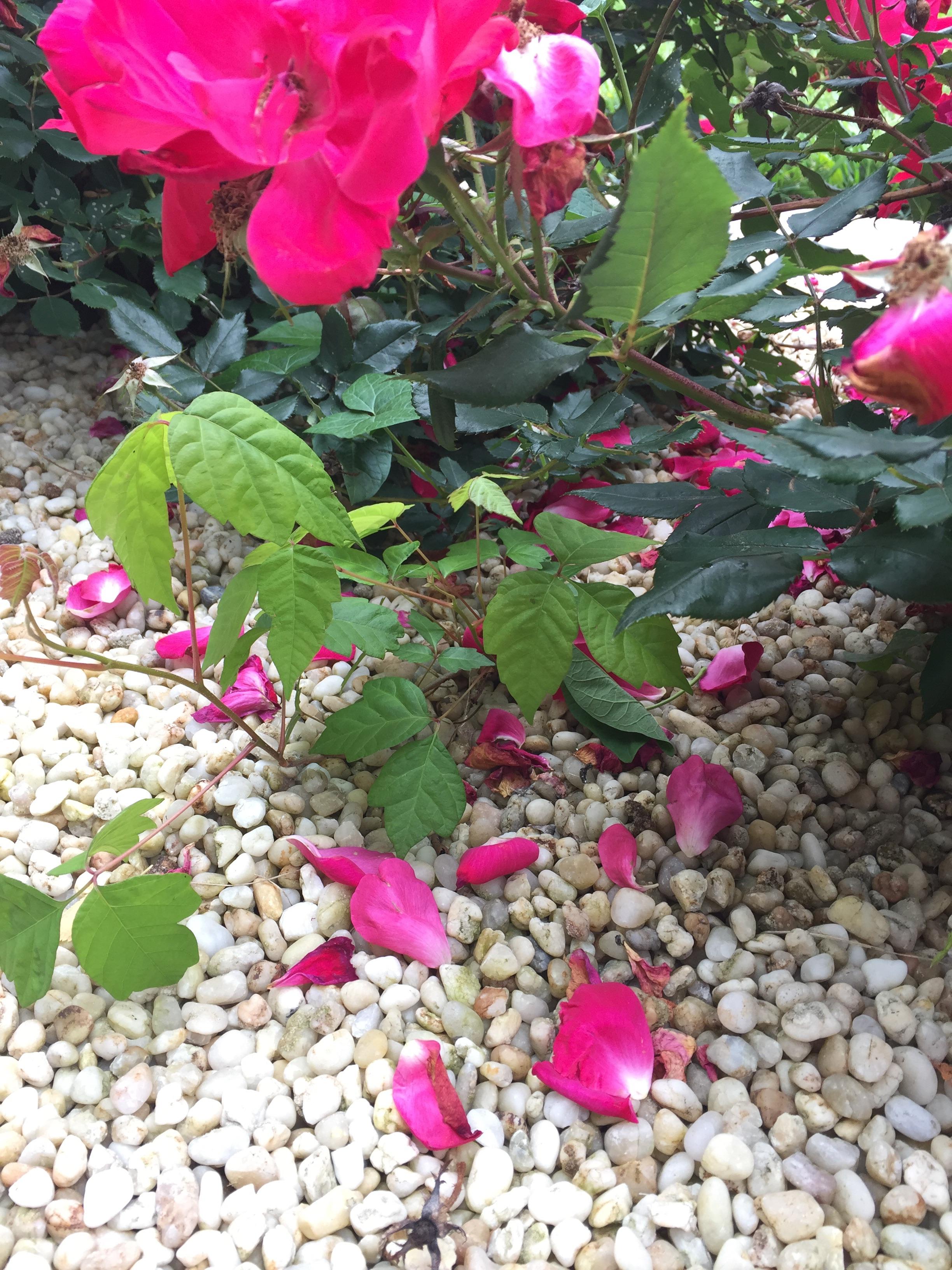 Found this in my rose bush. Is this poison ivy? (Ohio) r/whatsthisplant