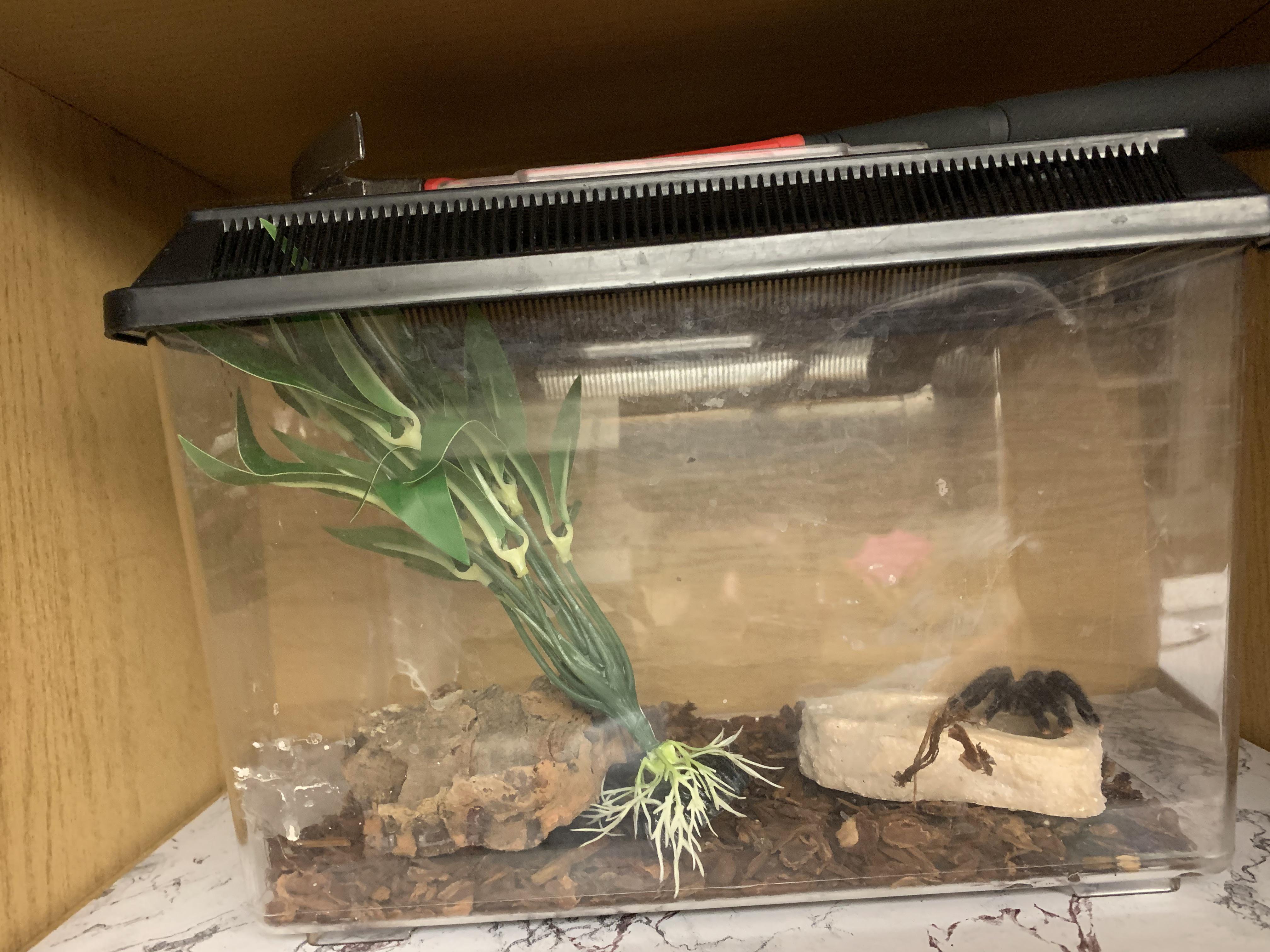 Petco heat lamp rescue tarantula update DRINKING WATER AND SAFE r/tarantulas