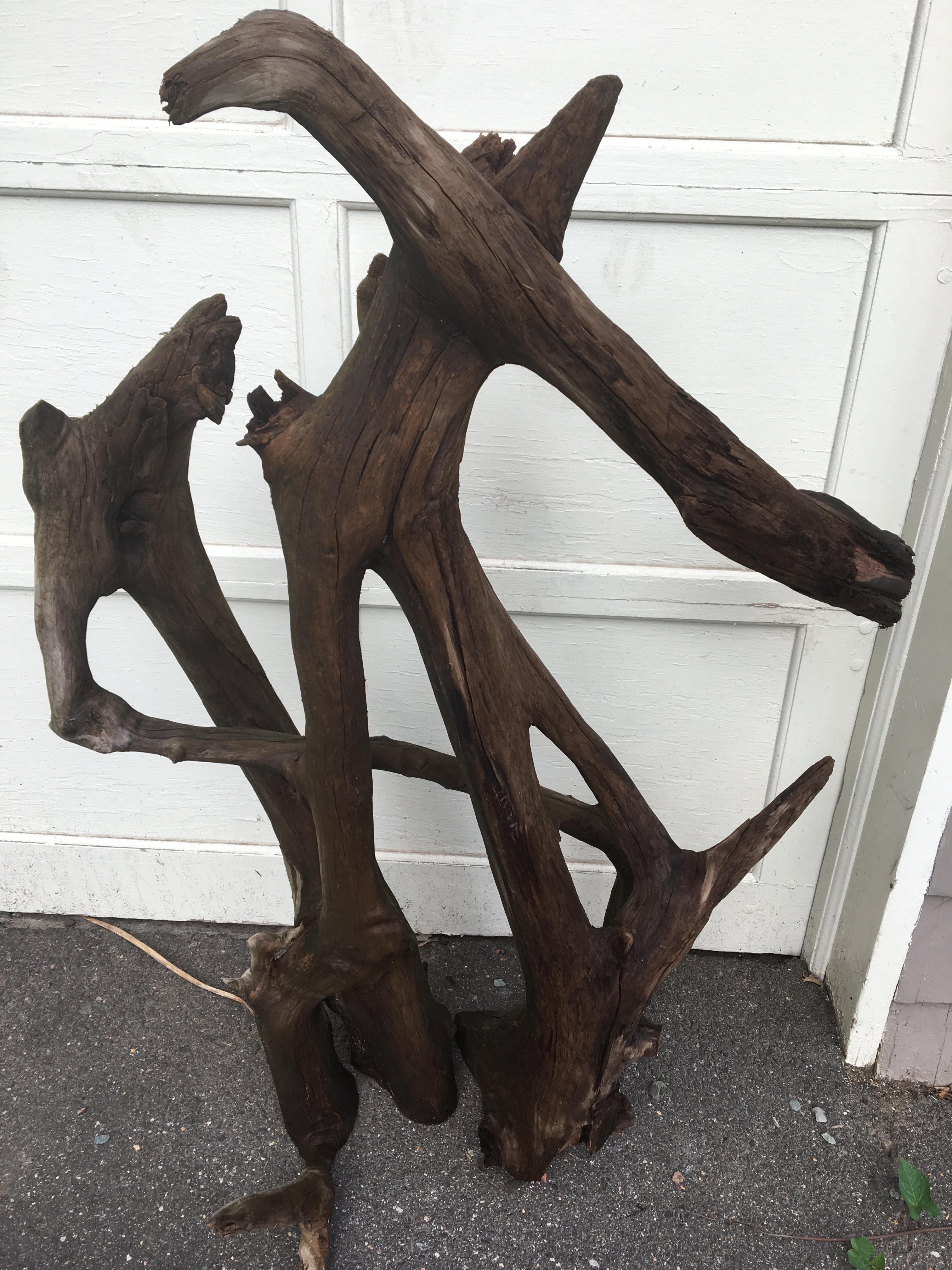 Just salvaged this dead piece of cedar from the woods. Any advice on