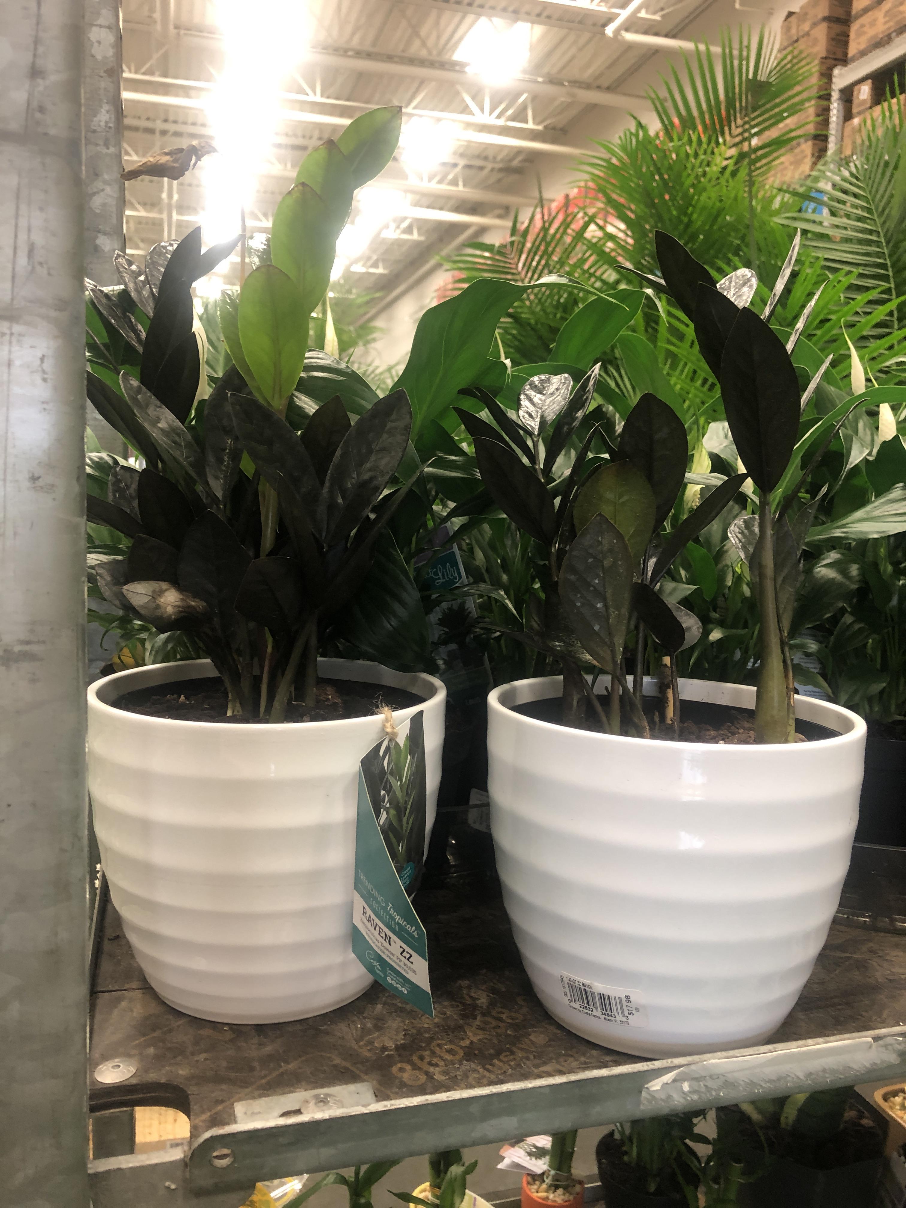 Greenville SC Lowe’s in Cherrydale has 2 ZZ Raven... r/houseplants