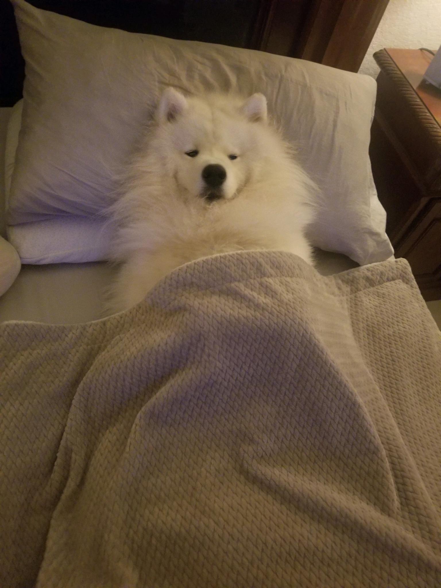 Umm Koda, you're in my spot.... r/samoyeds
