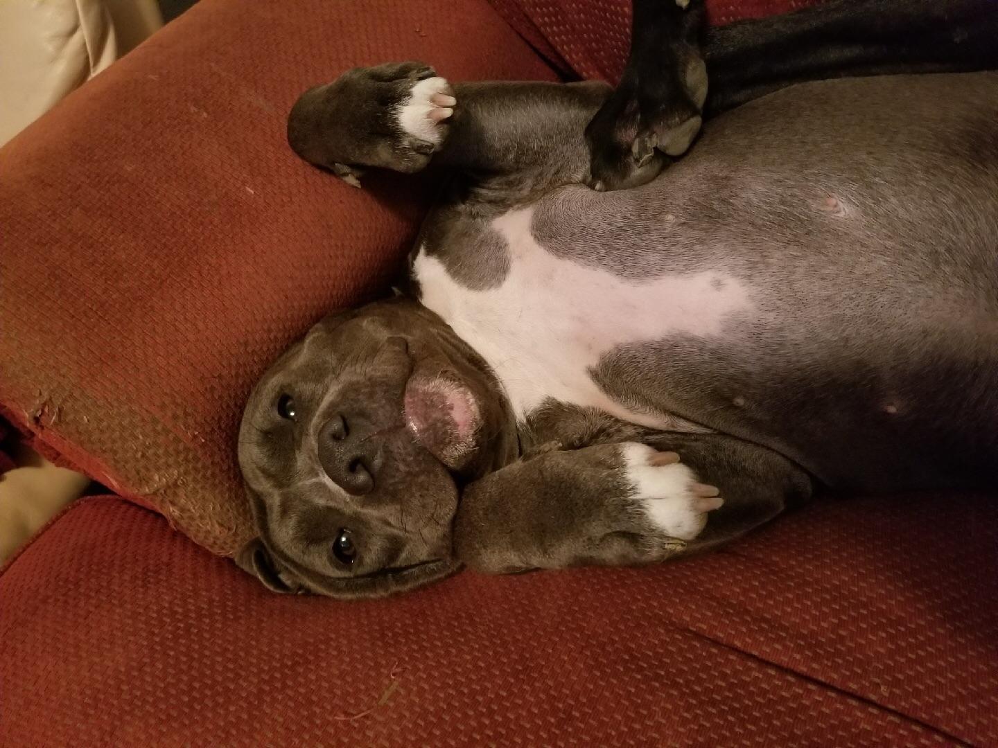 Do Dogs Like Belly Rubs Why Do Dogs Like Belly Rubs Hill S Pet, Does