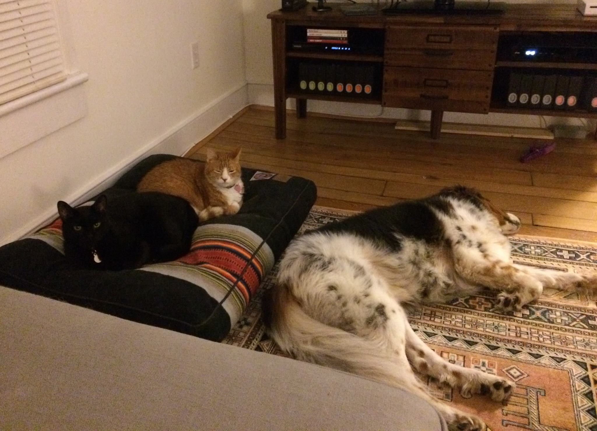 Just received this new bed for Ollie and it has already been stolen! r/stolendogbeds