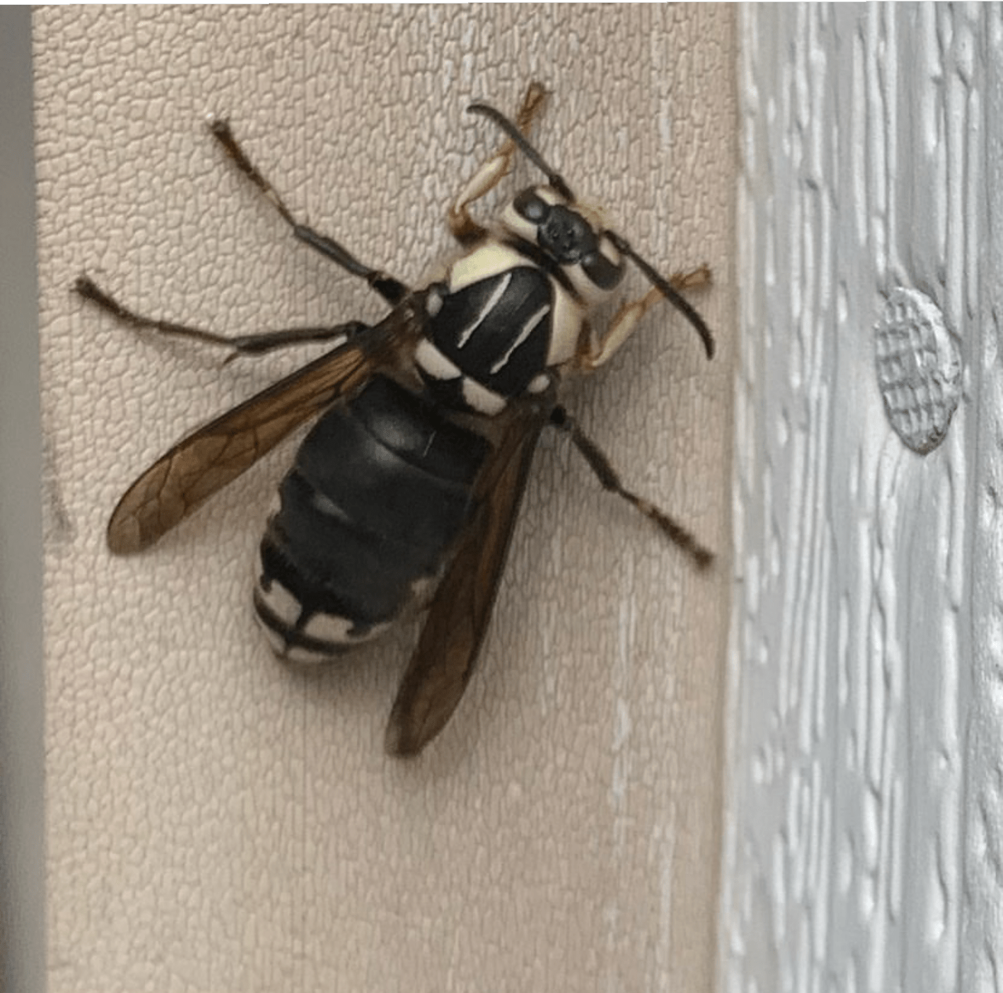 Found today in the northern suburbs of St. Louis MO. No idea what it is