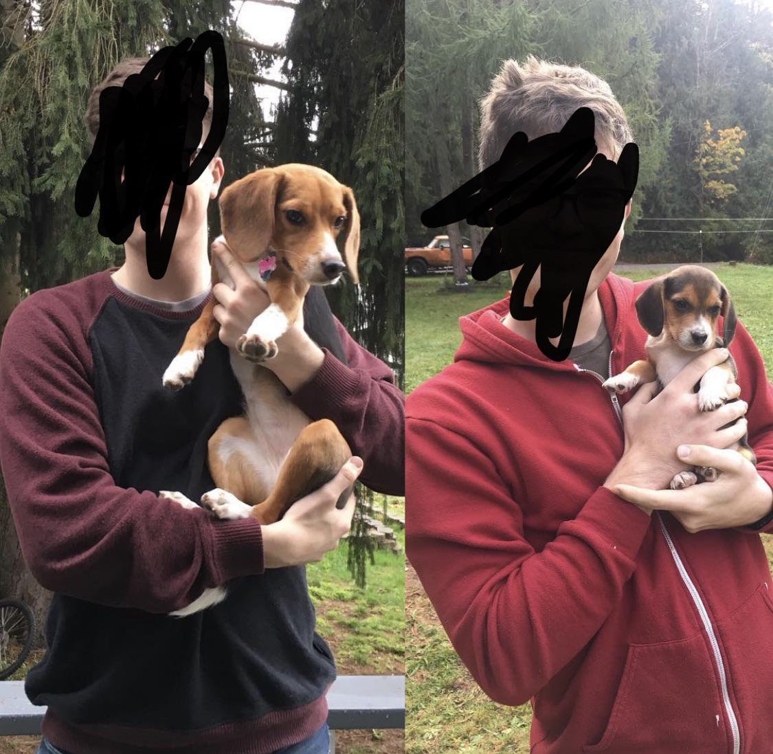 Can Beagles Change Color? Golden Bailey Dogs
