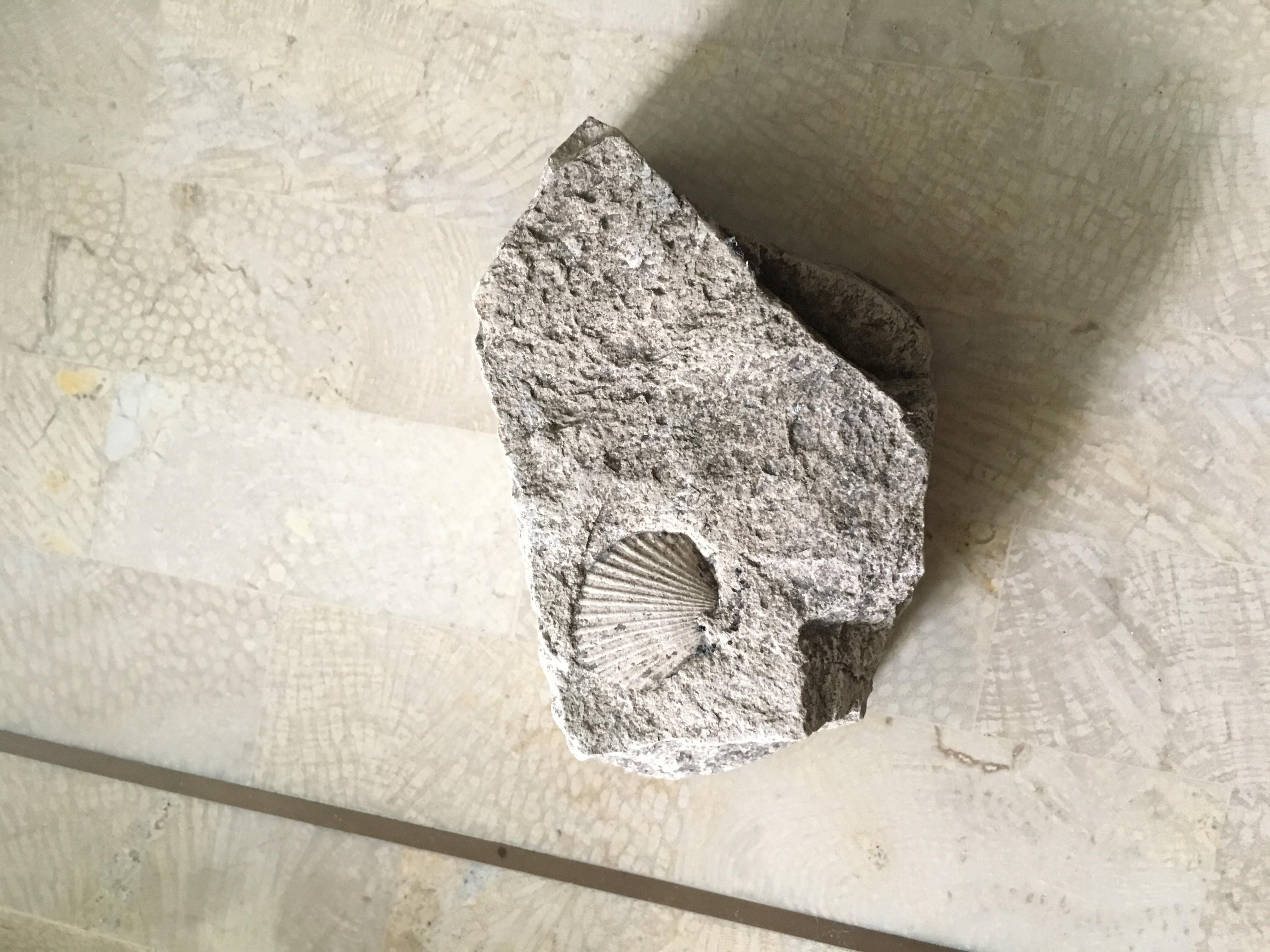 Found a fossil at estate sale anyone can tell me what is is came on