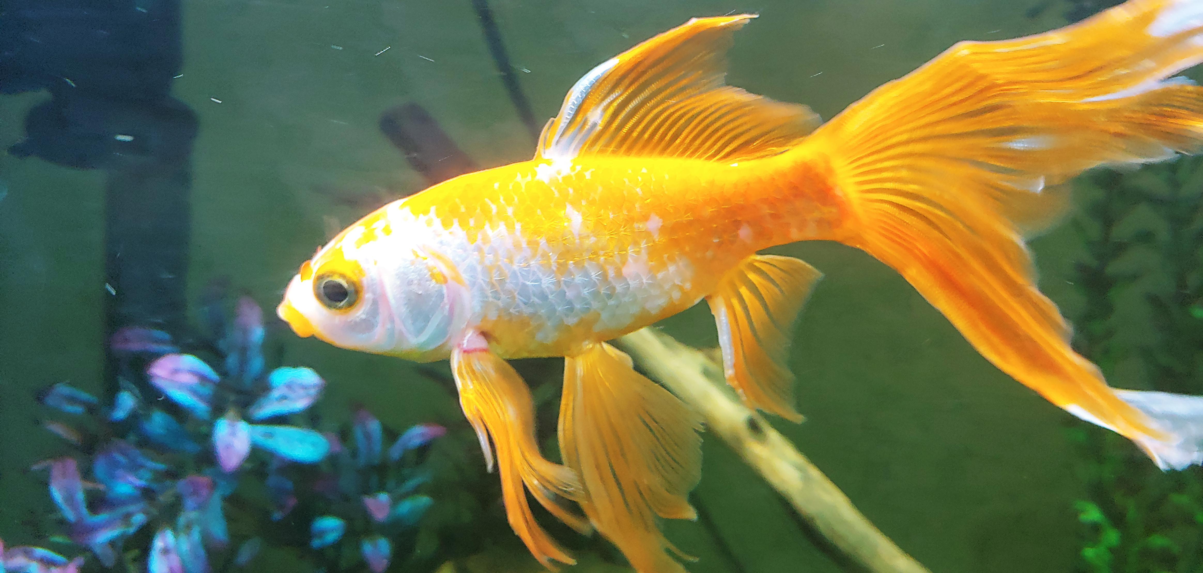 My fish is changing color, why? It habeen all orange for the past two