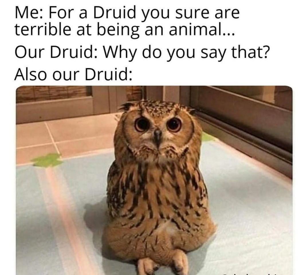 This is our druid dndmemes