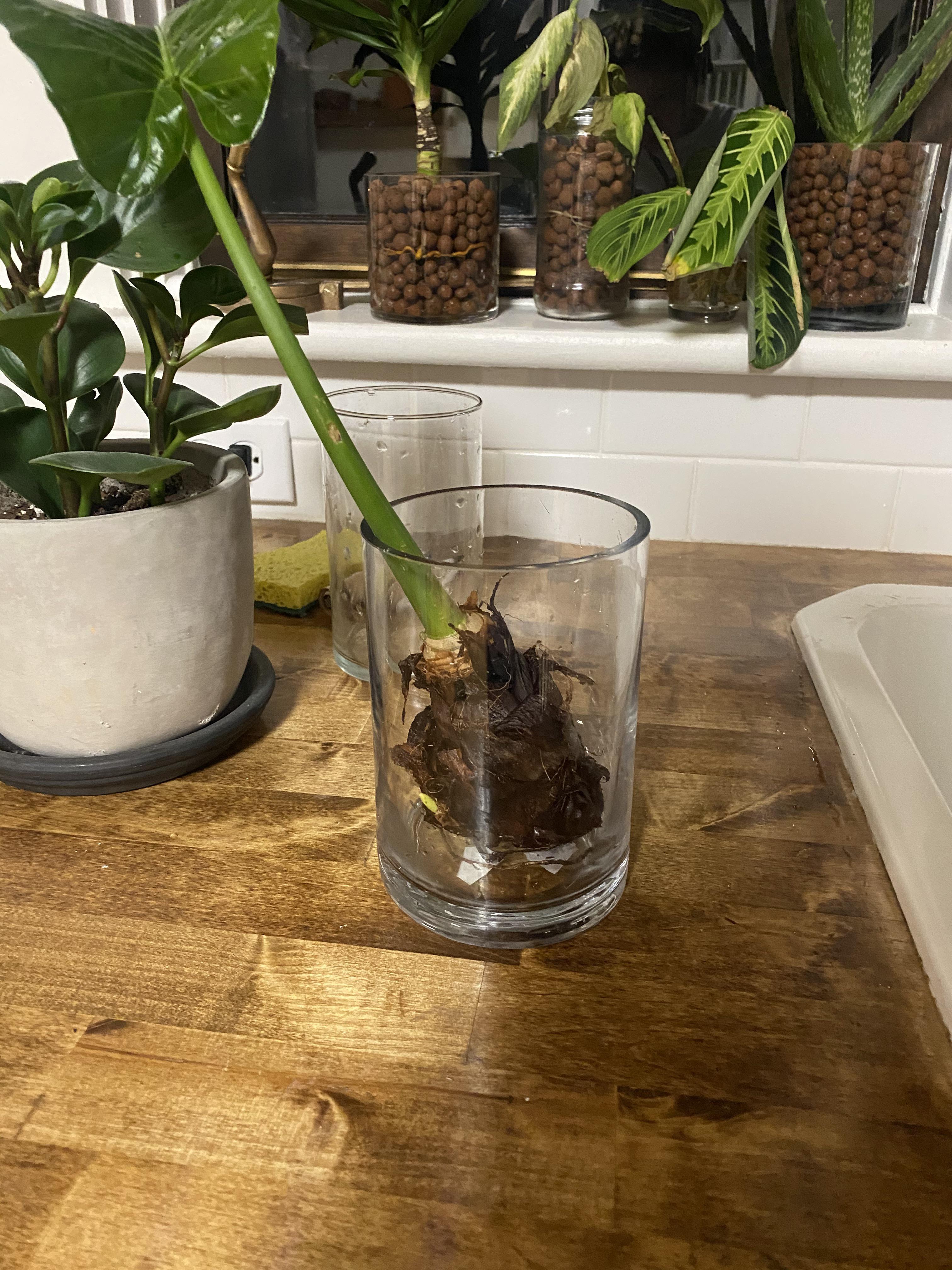 Elephant ear bulb transfer. Do you put in leca or water root 1st? If in