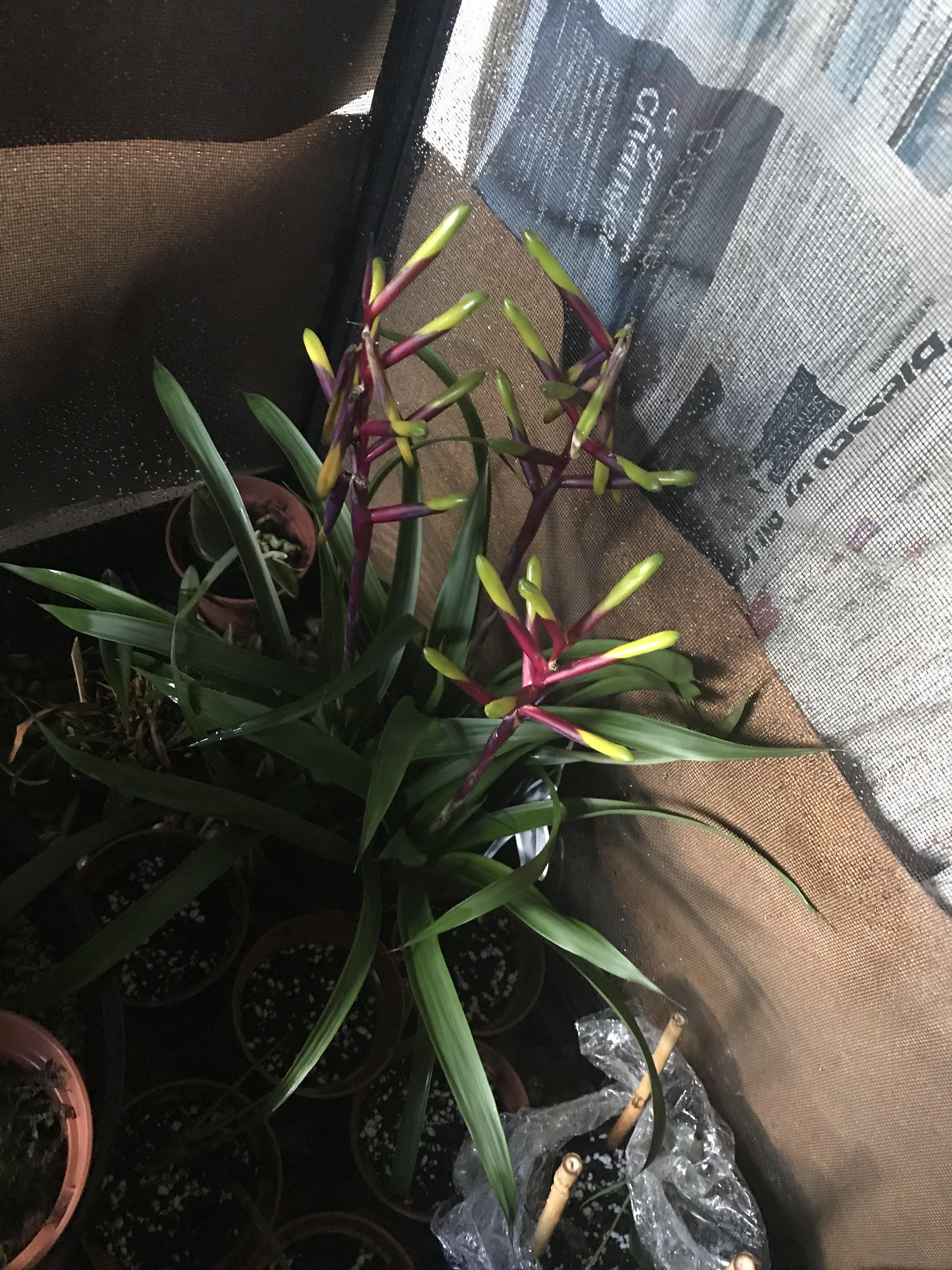 How Do I Know If My Bromeliad Is Dying
