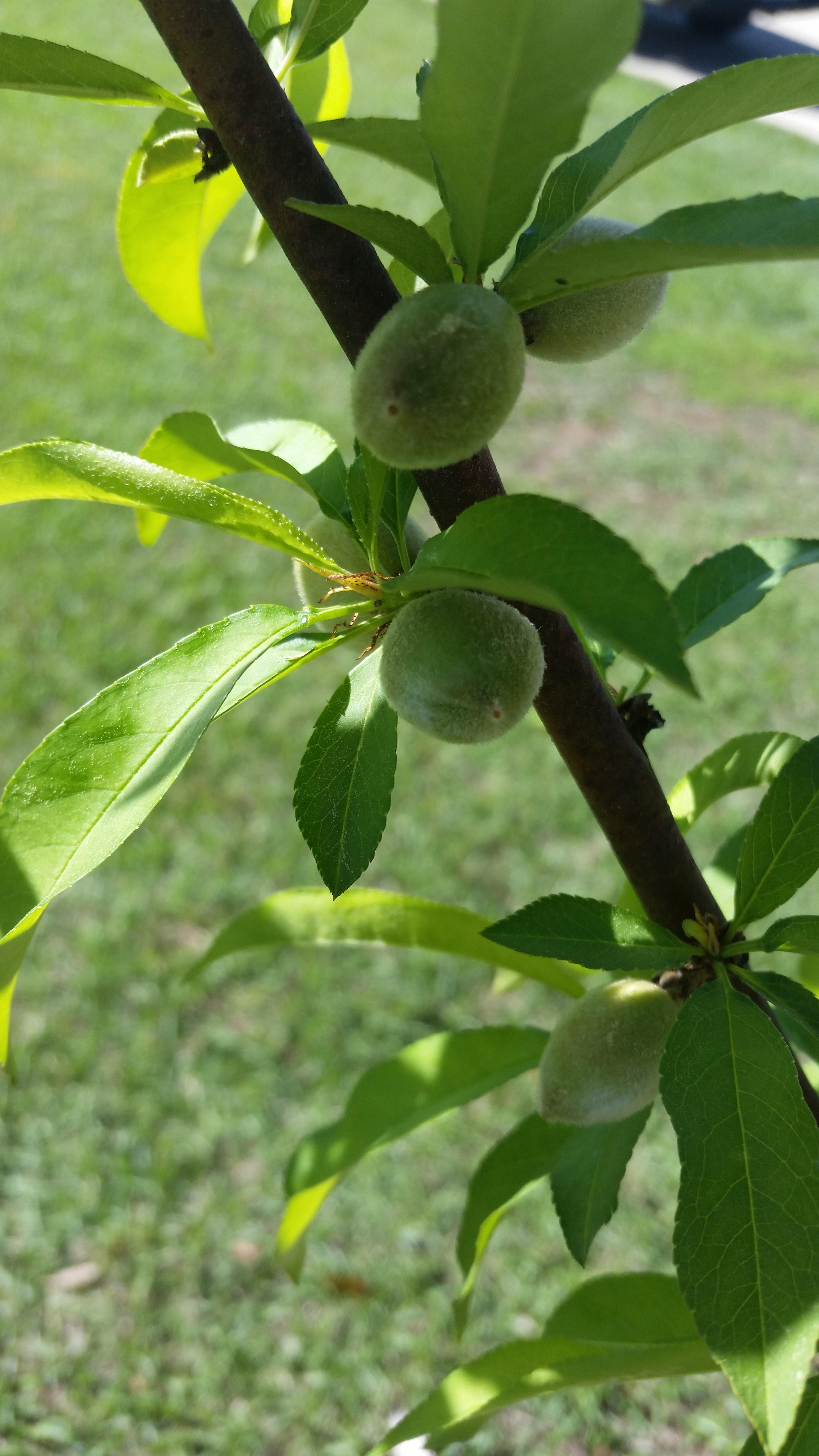 My baby peaches! r/gardening
