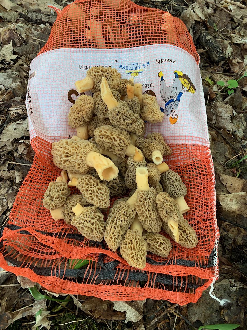 Game on in Central NY 38 nice blondes in a single patch. r/Morel