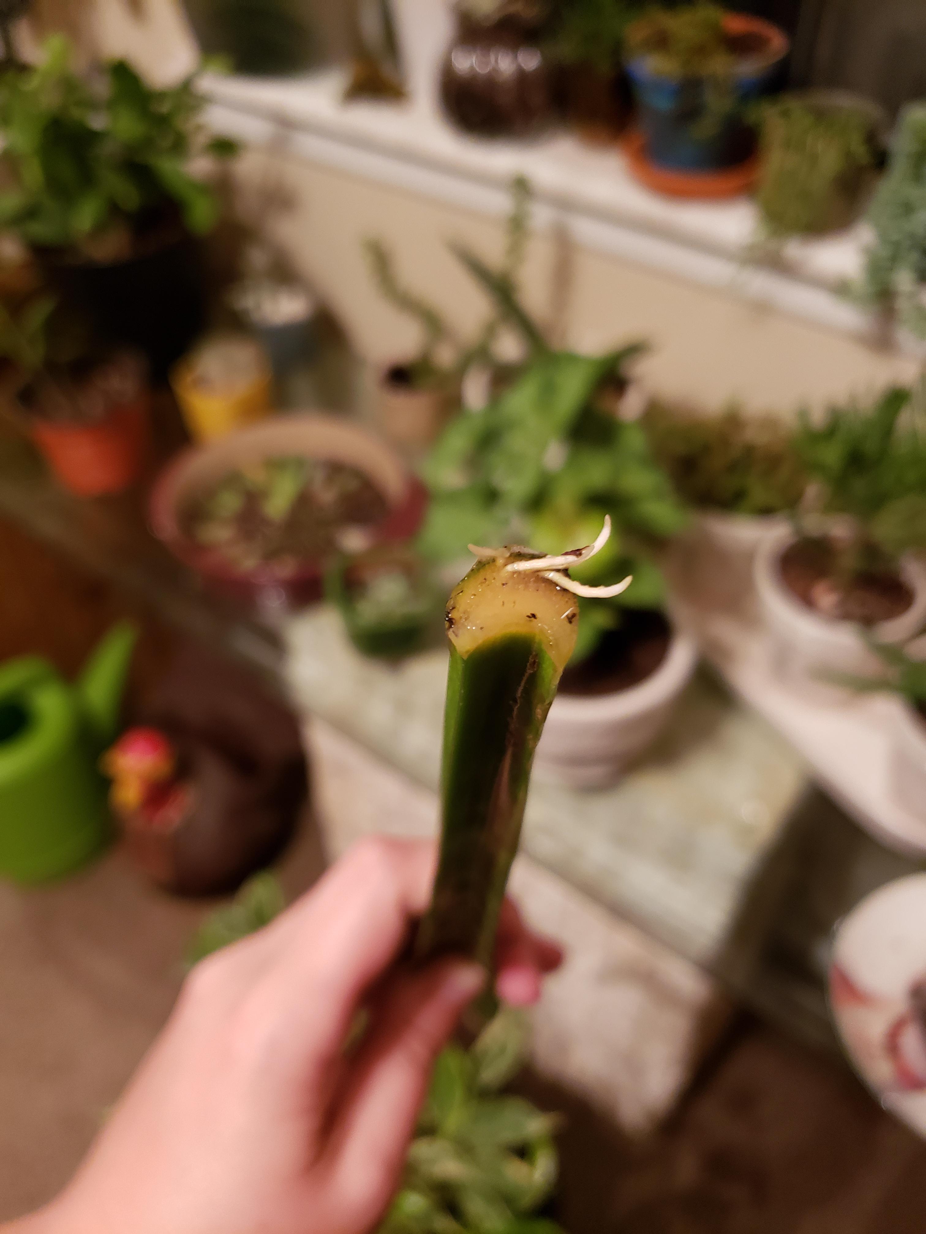 it is late so I'm trying not to scream but my snake plant cutting