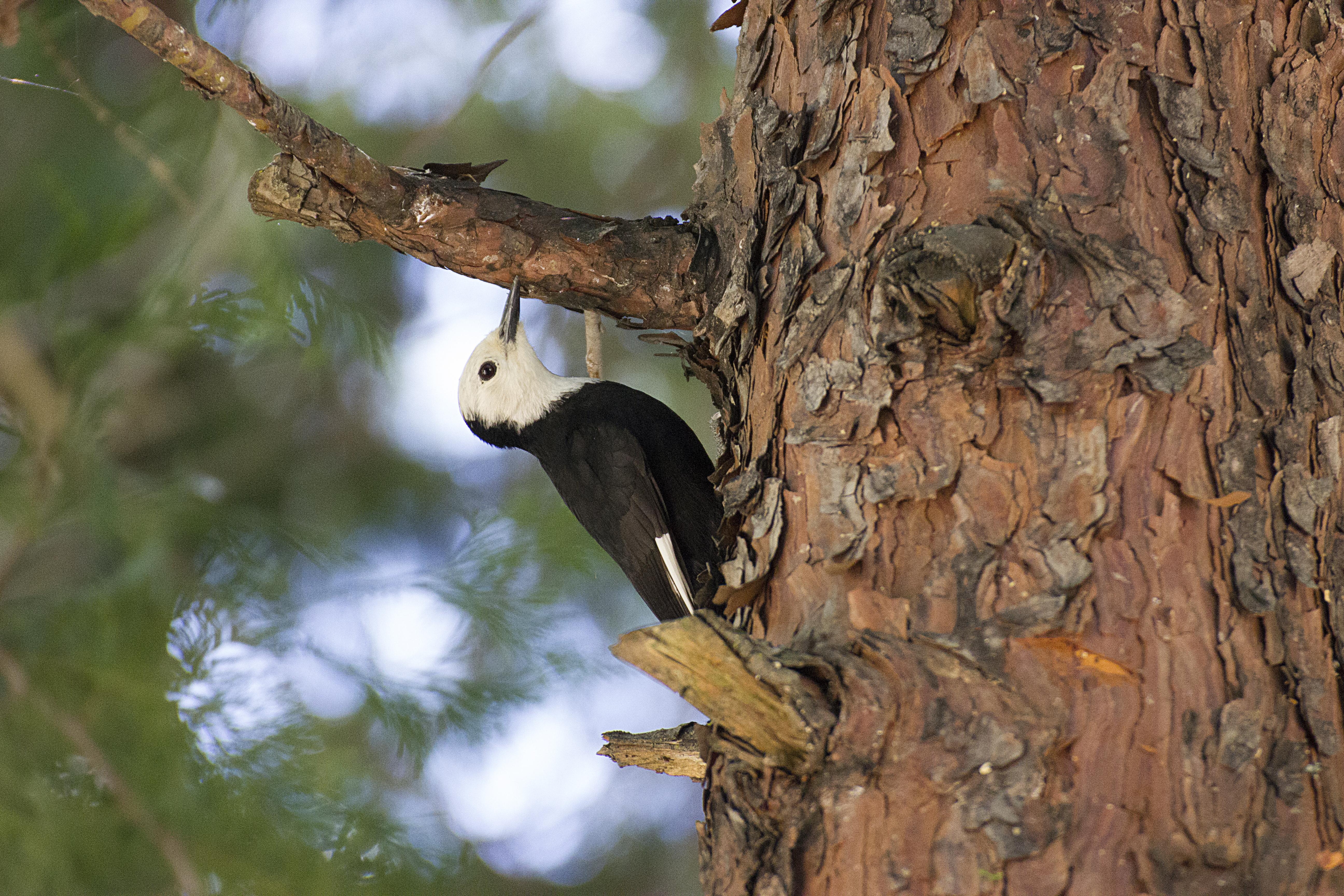 WhiteHeaded Woodpecker in Yosemite [2014] r/birding