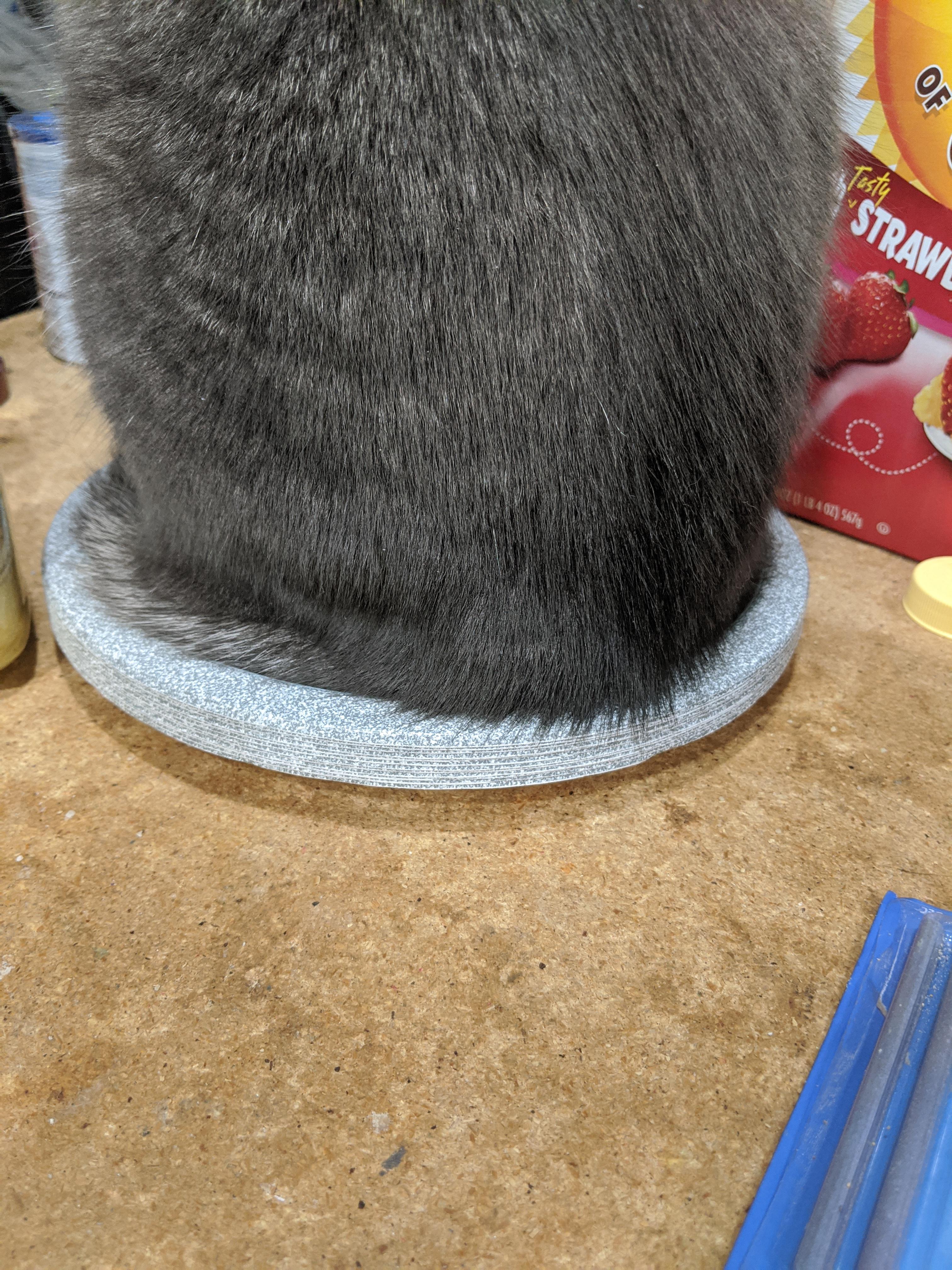 My cats butt on these paper plates r/ifitfits