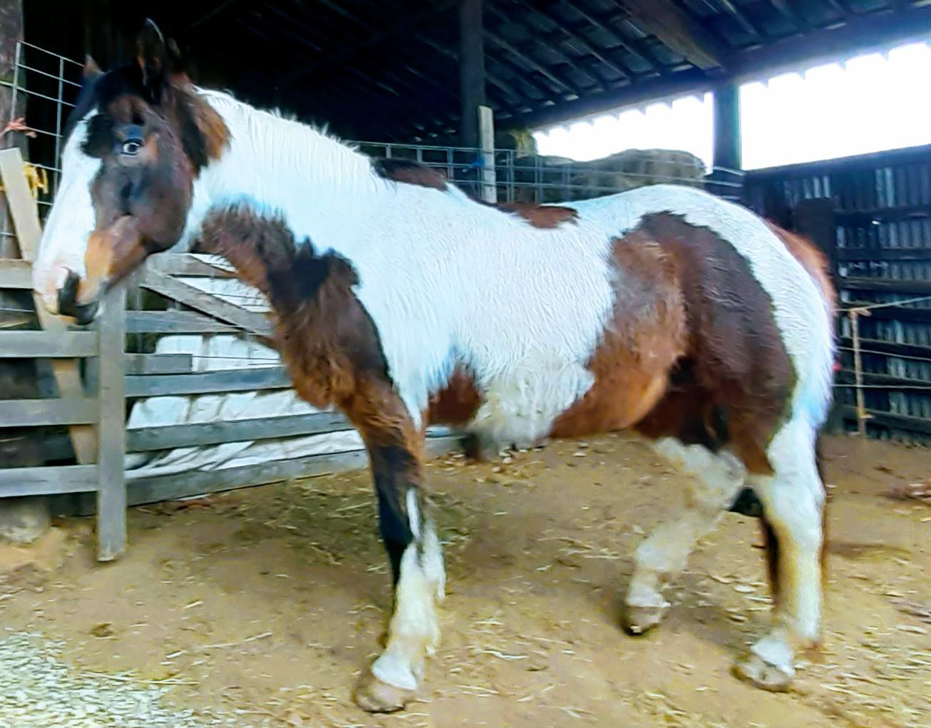 The Paint horse at our therapy barn. While everyone else is shedding