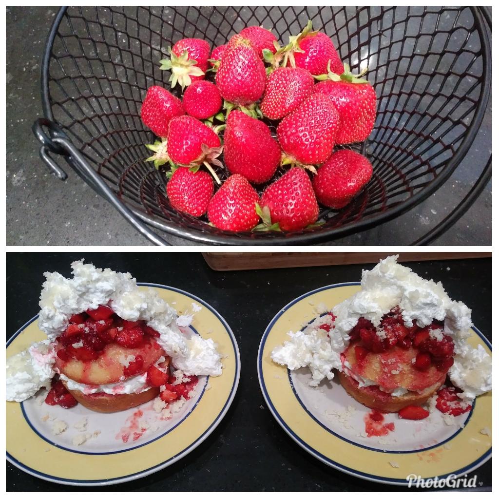 First big strawberry harvest! Got some shortcakes from the farmers
