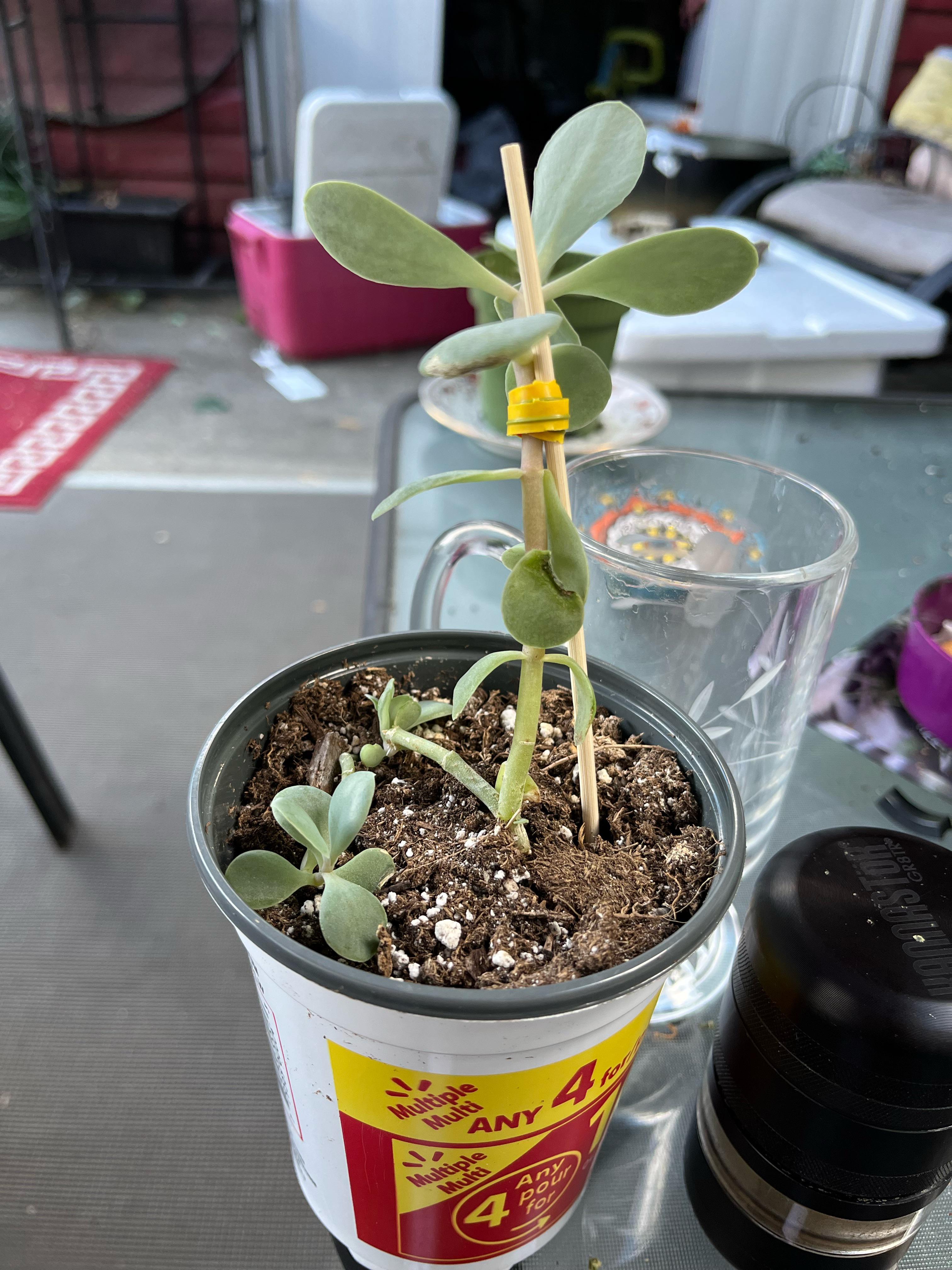 Common purslane care tips , been told it likes bright light and can be