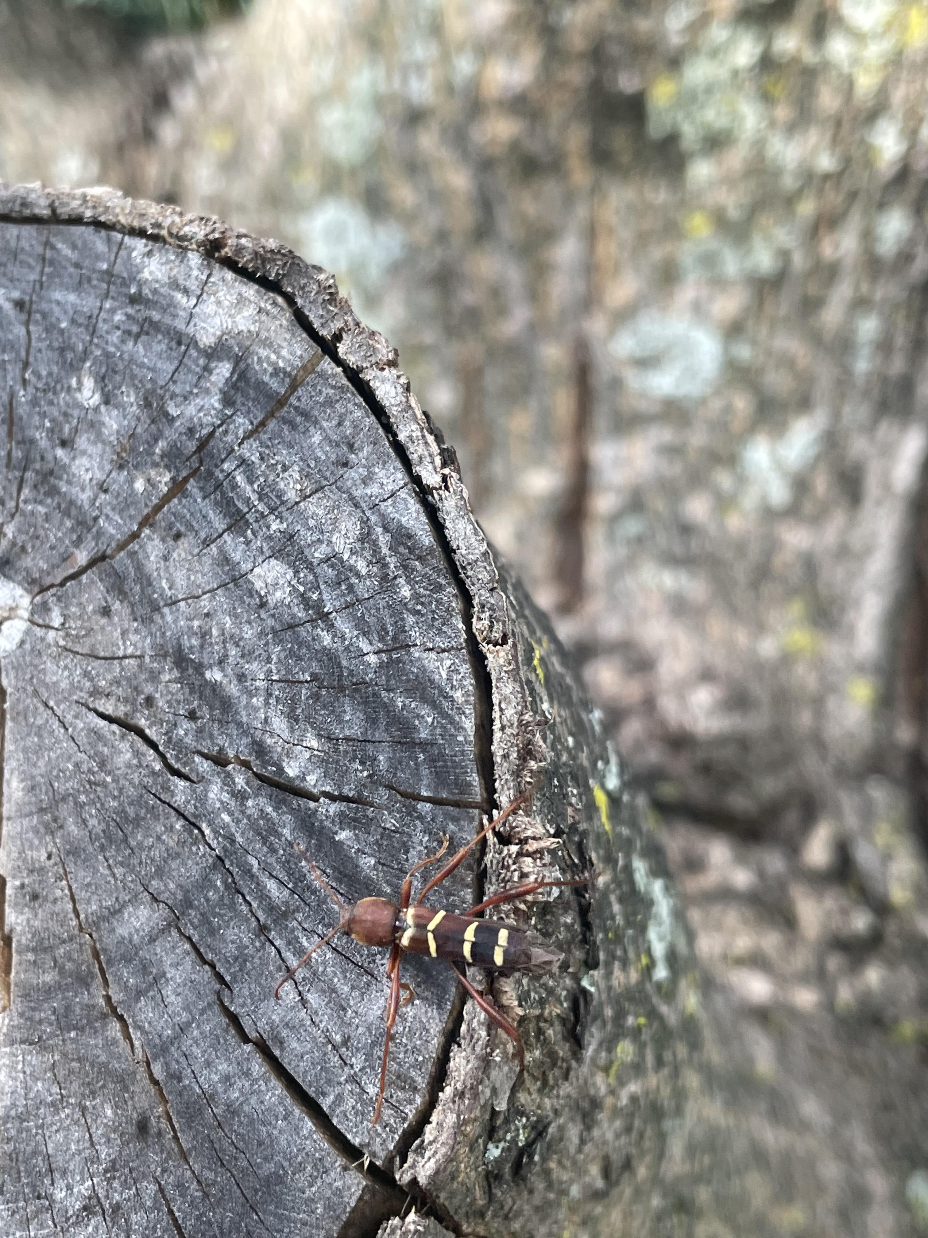 What is this bug running around this tree stump in my backyard? (Northeast United States) r