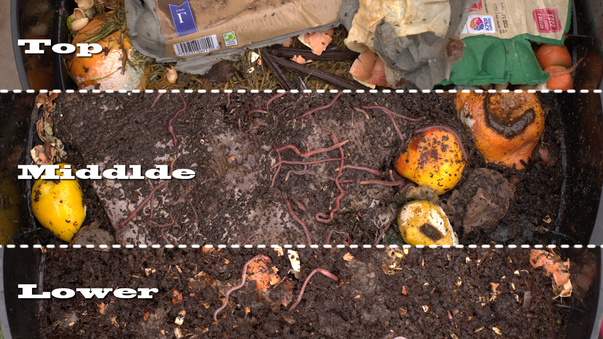 4 tier CanoWorms r/Vermiculture