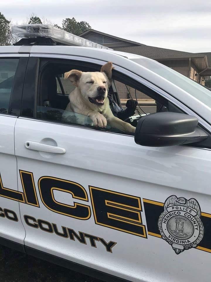 PsBattle This dog in a cop car